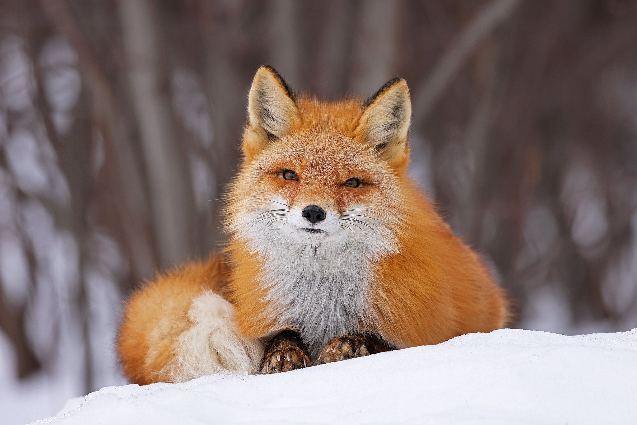 無料モバイル壁紙動物, 雪, 狐, 見詰めるをダウンロードします。