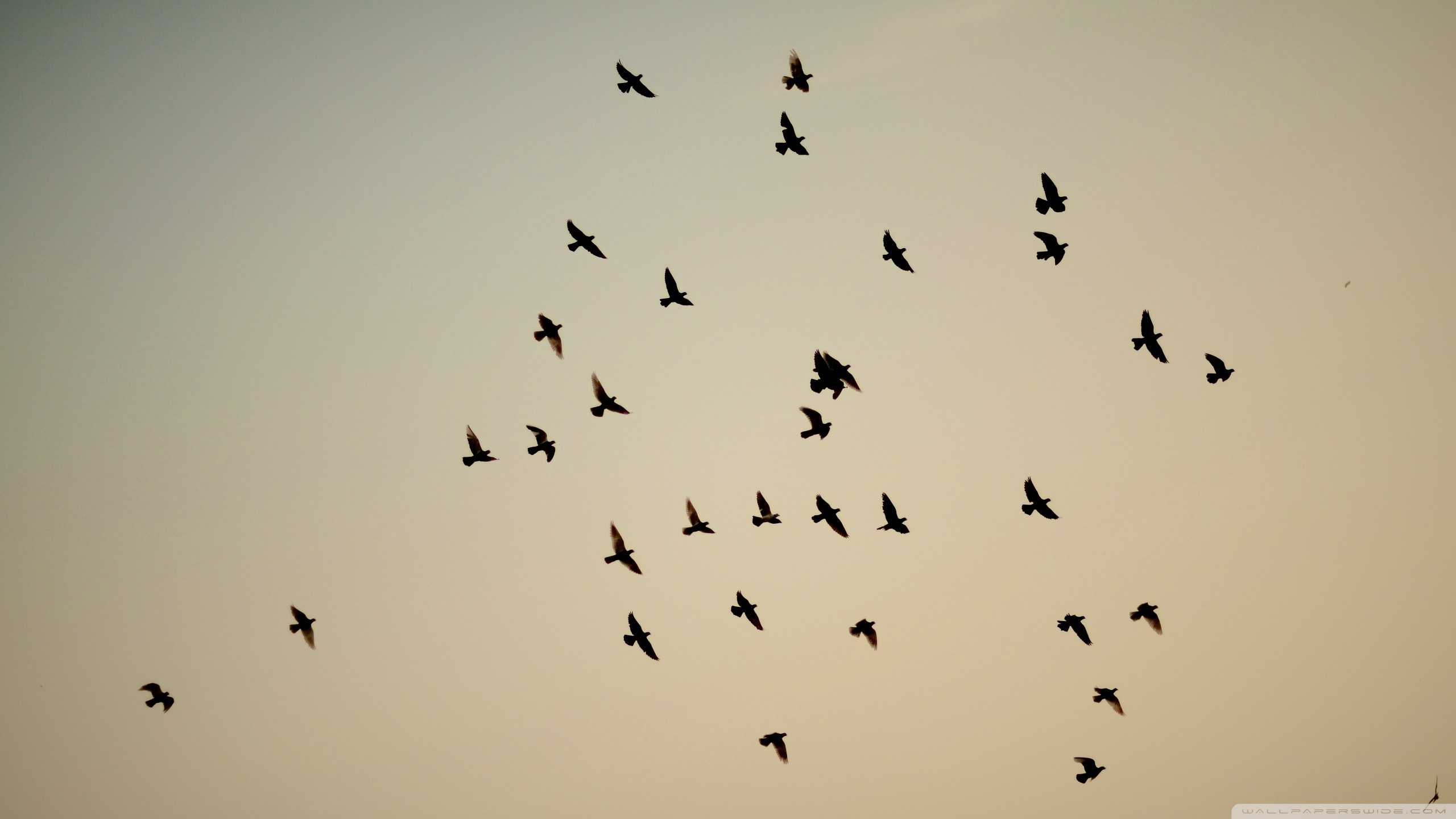 Baixar papel de parede para celular de Animais, Aves, Pássaro gratuito.