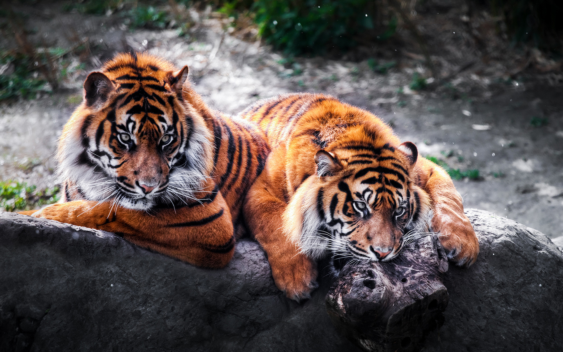 Téléchargez gratuitement l'image Animaux, Tigre sur le bureau de votre PC