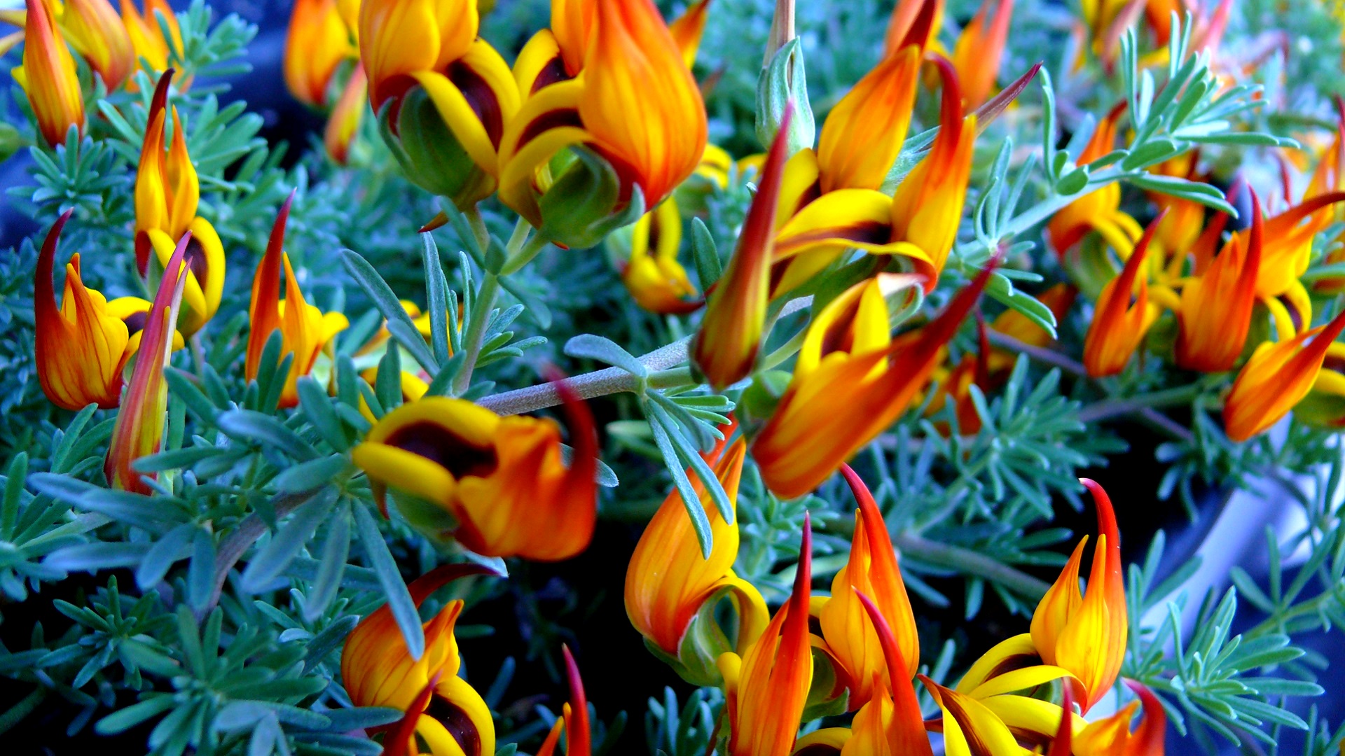 Téléchargez gratuitement l'image Fleurs, Fleur, La Nature, Terre/nature sur le bureau de votre PC