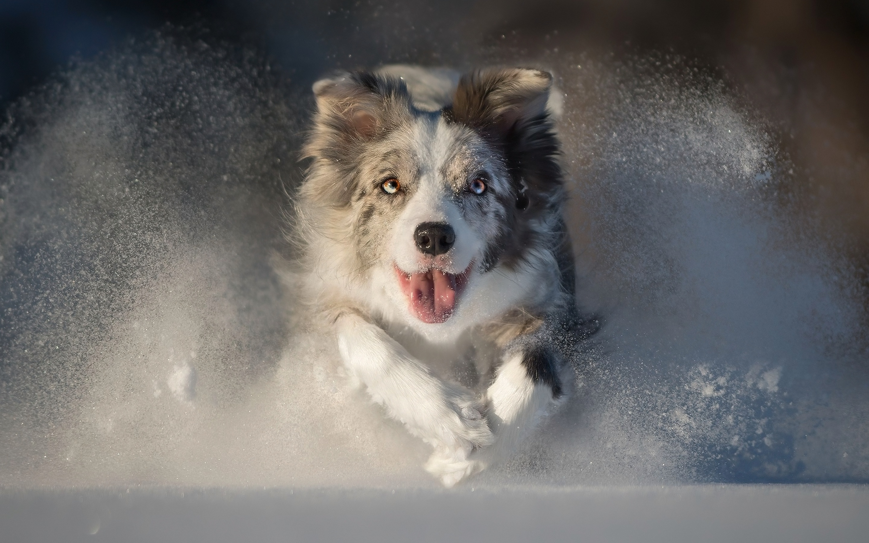 Descarga gratuita de fondo de pantalla para móvil de Animales, Perros, Nieve, Perro, Pastor Australiano.