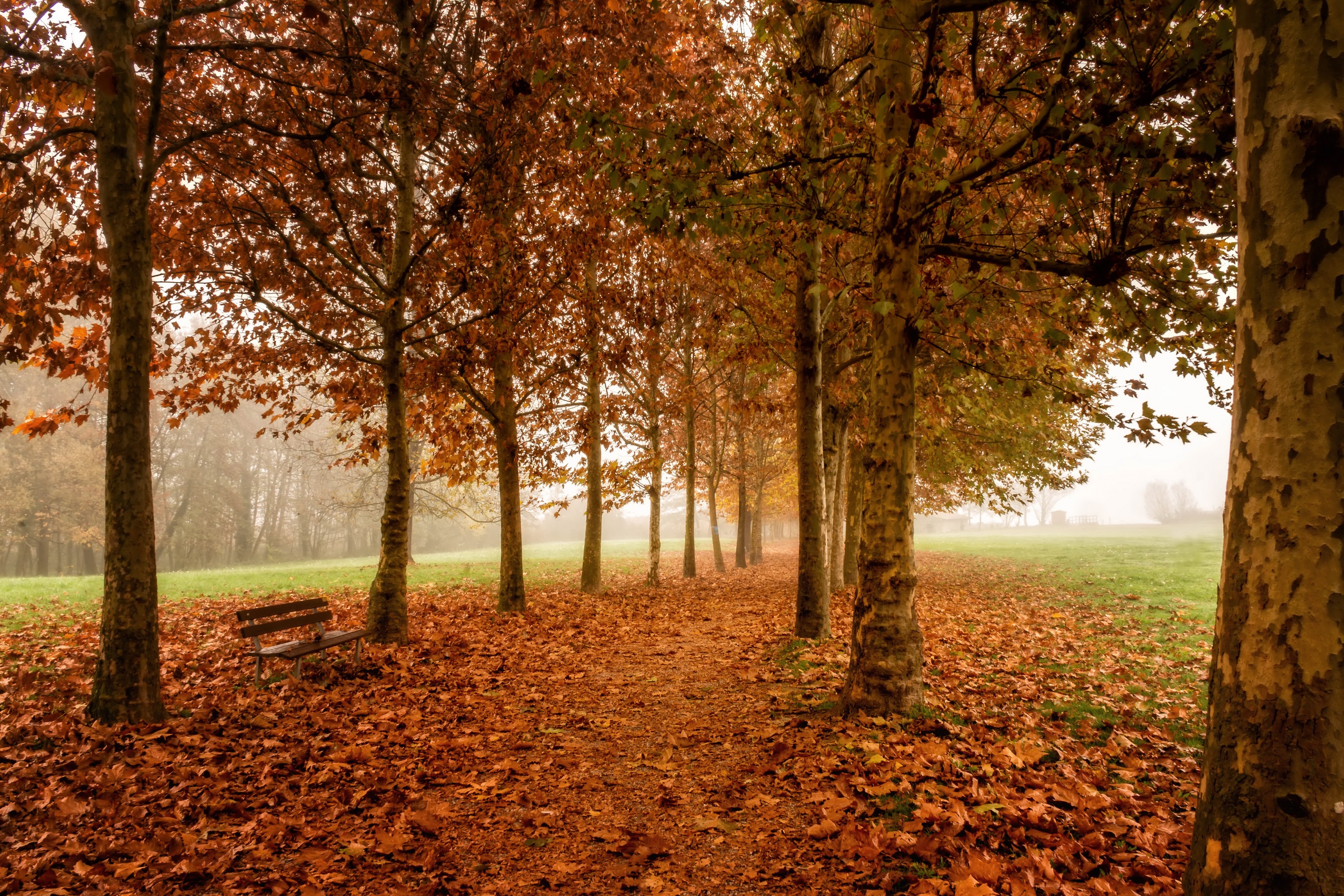 Descarga gratuita de fondo de pantalla para móvil de Otoño, Banco, Camino, Parque, Árbol, Niebla, Fotografía.