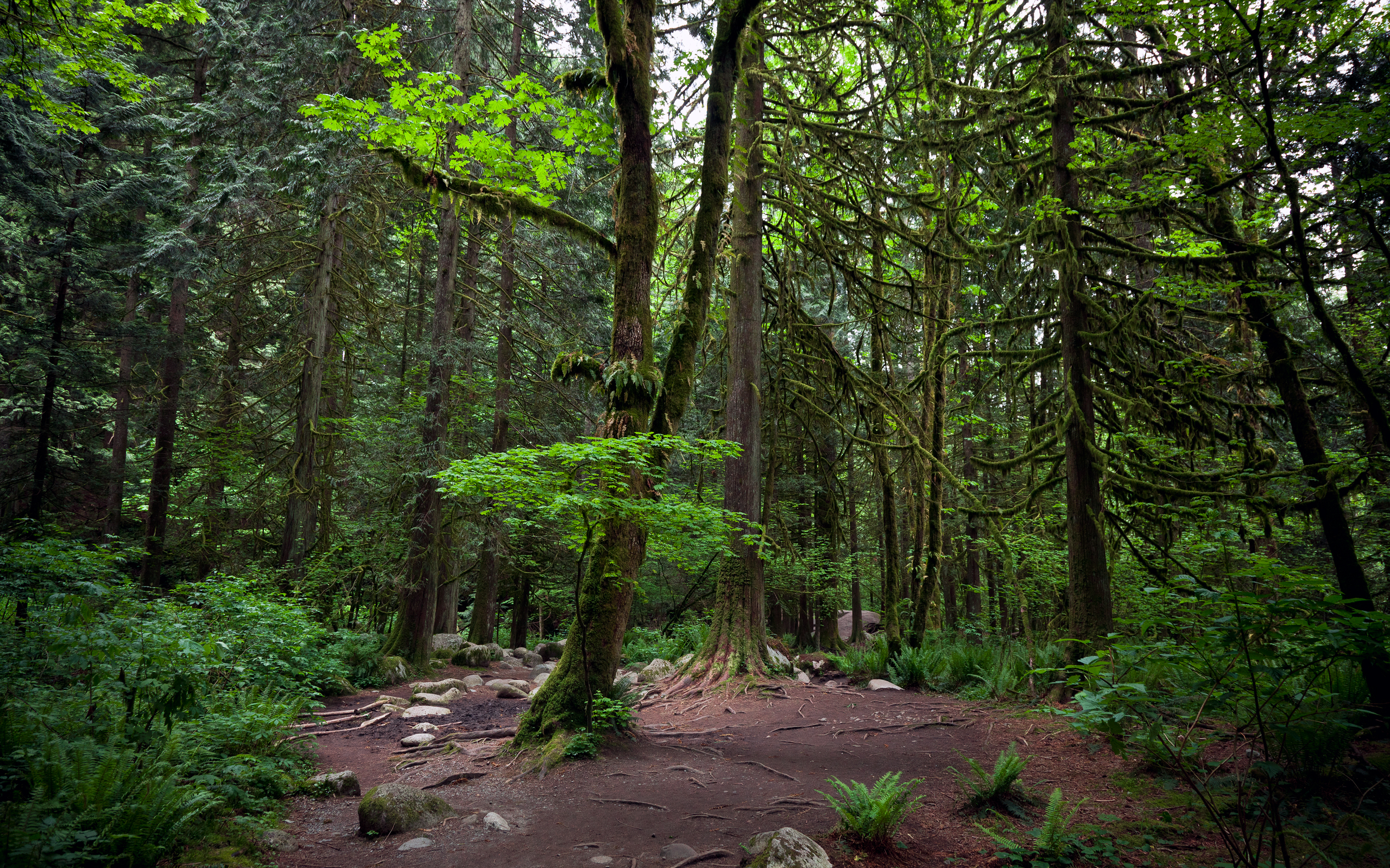 Baixe gratuitamente a imagem Floresta, Terra/natureza na área de trabalho do seu PC