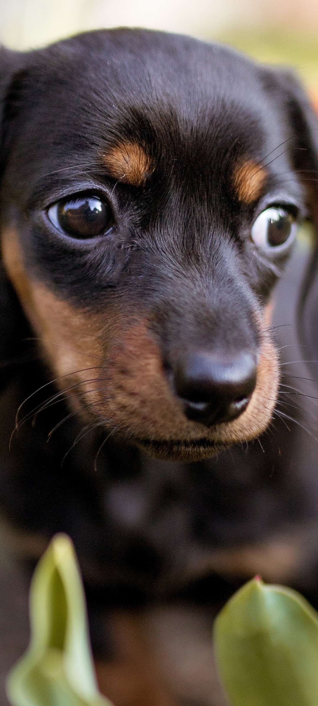 Download mobile wallpaper Dogs, Dog, Animal, Puppy, Dachshund for free.