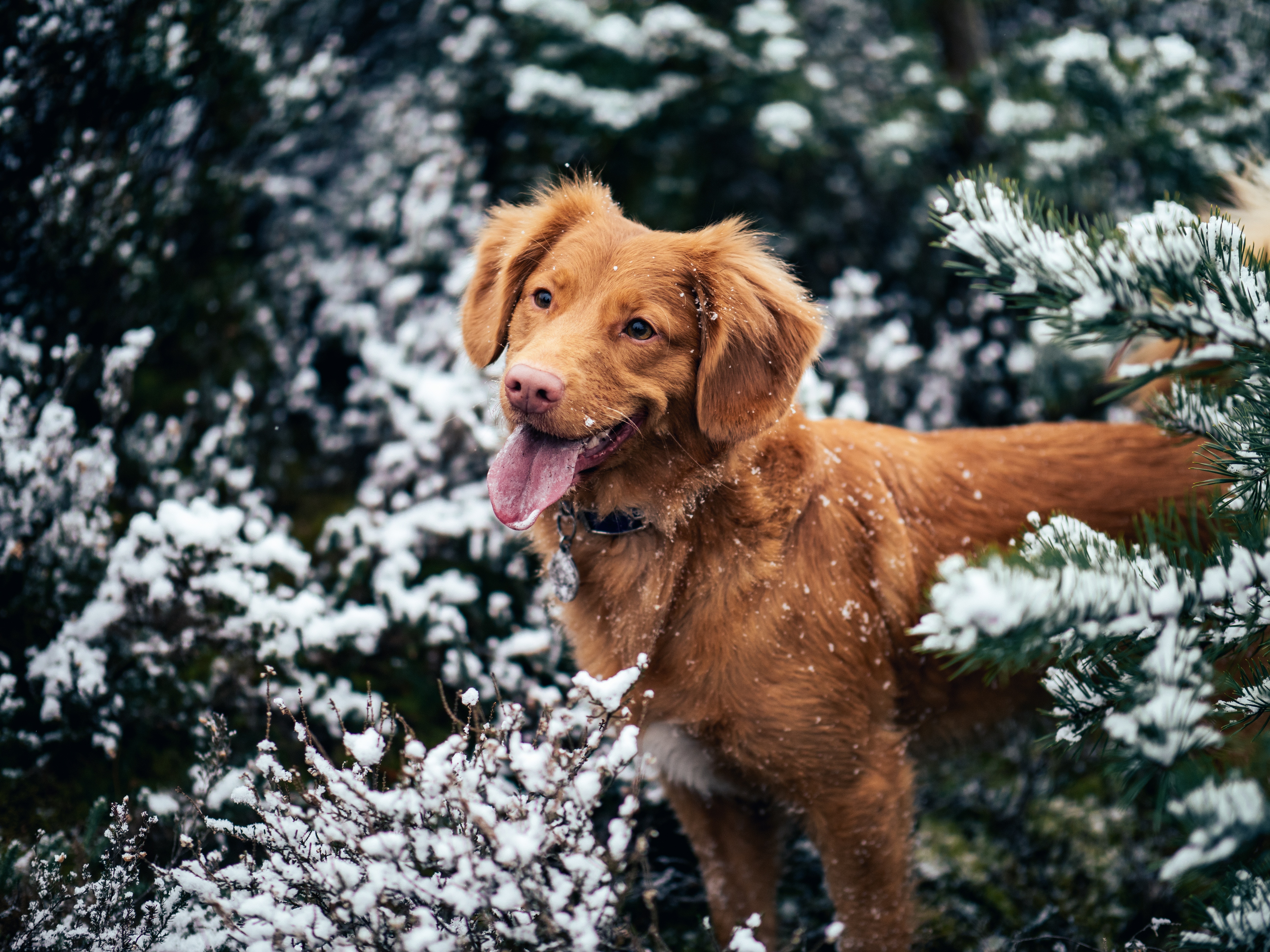 Handy-Wallpaper Schnee, Hund, Schnauze, Hervorstehende Zunge, Zunge Herausgeklemmt, Winter, Tiere kostenlos herunterladen.