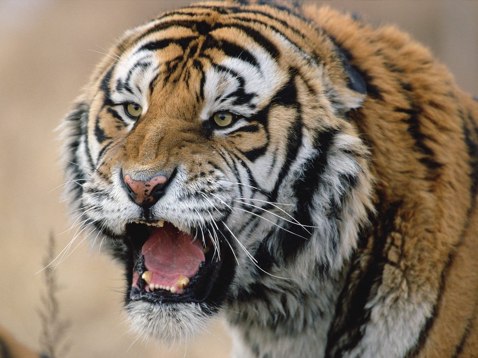 Завантажити шпалери безкоштовно Тигр, Тварина картинка на робочий стіл ПК