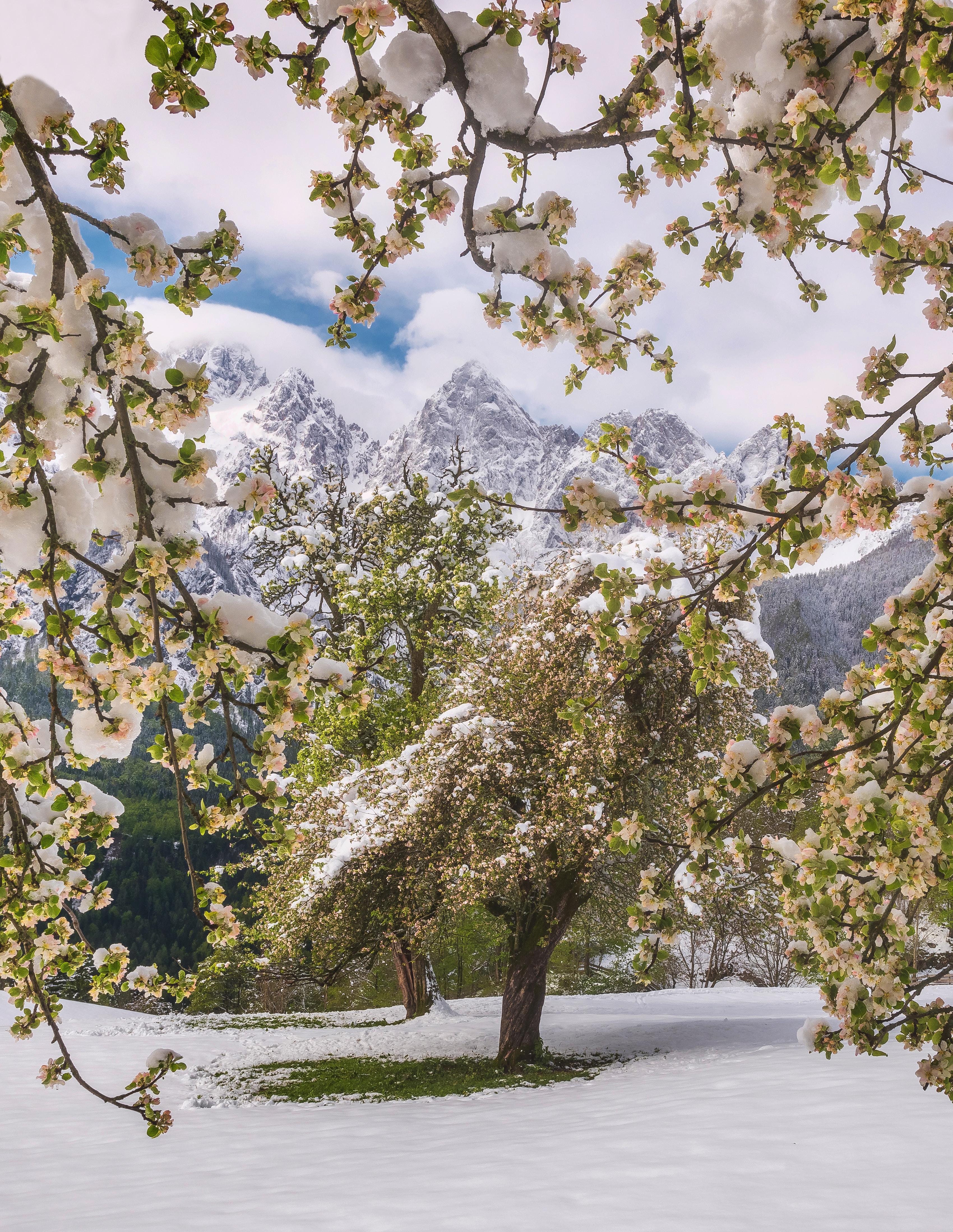 snow, snow covered, nature, flowers, trees, mountains, snowbound Full HD
