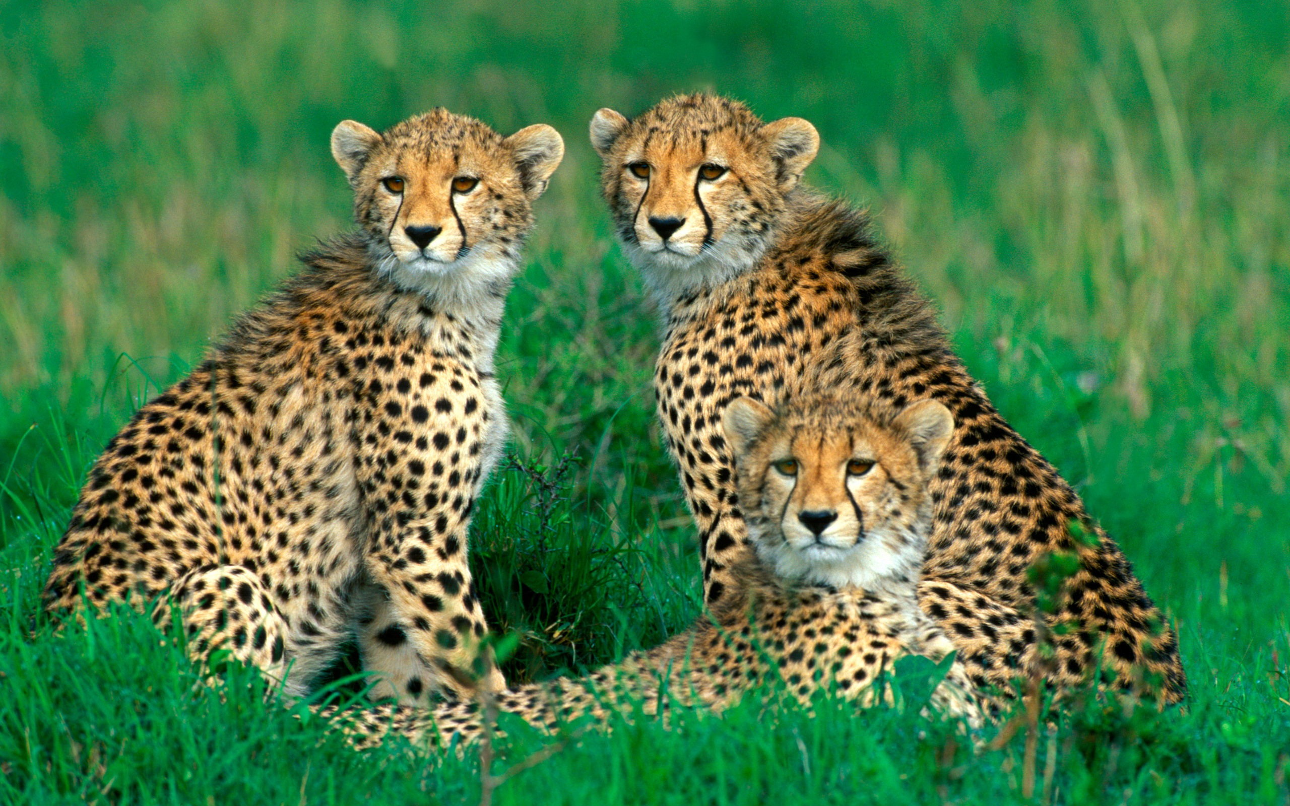 283496 baixar papel de parede guepardo, animais, gatos - protetores de tela e imagens gratuitamente