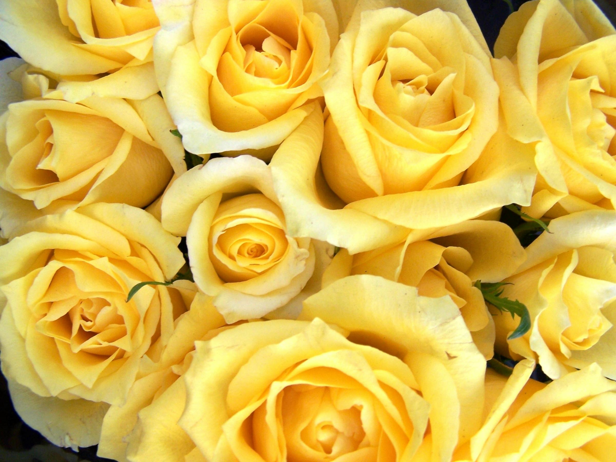 Téléchargez gratuitement l'image Fleurs, Rose, Fleur, Terre/nature sur le bureau de votre PC