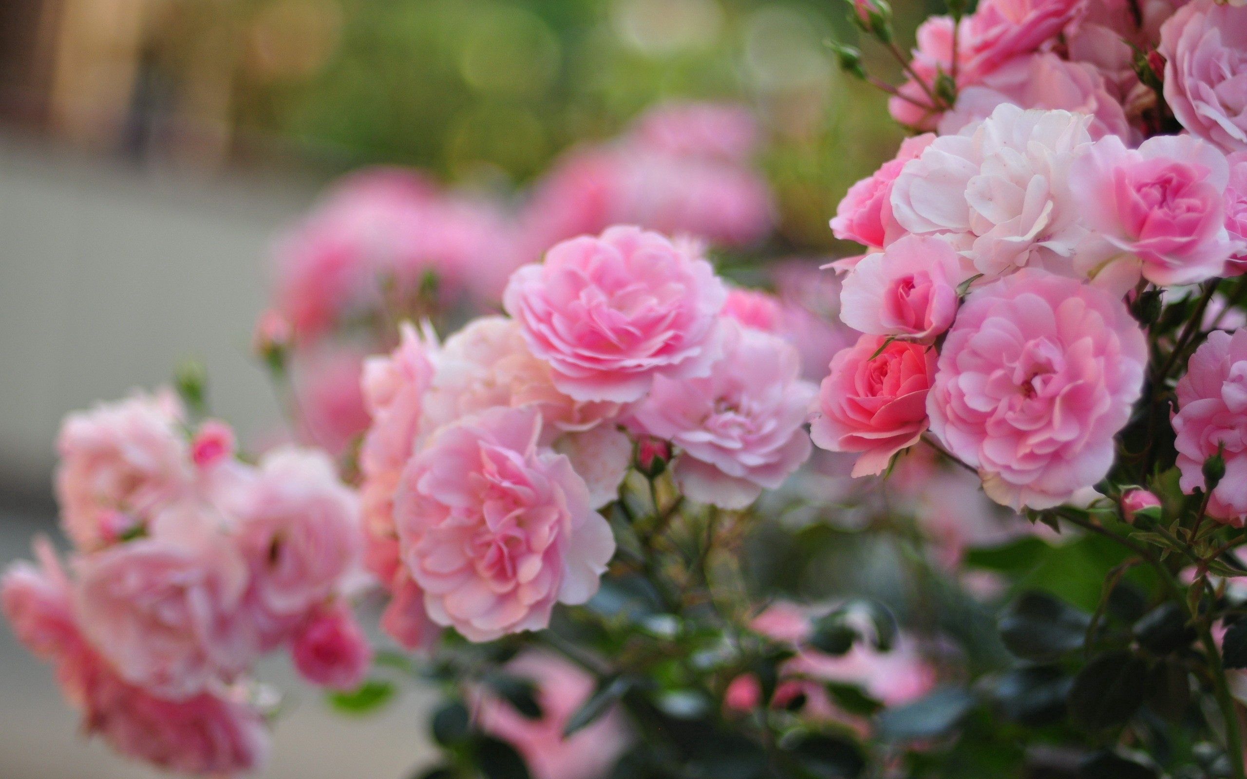 Завантажити шпалери безкоштовно Природа, Квіти, Листя, Рожевий картинка на робочий стіл ПК
