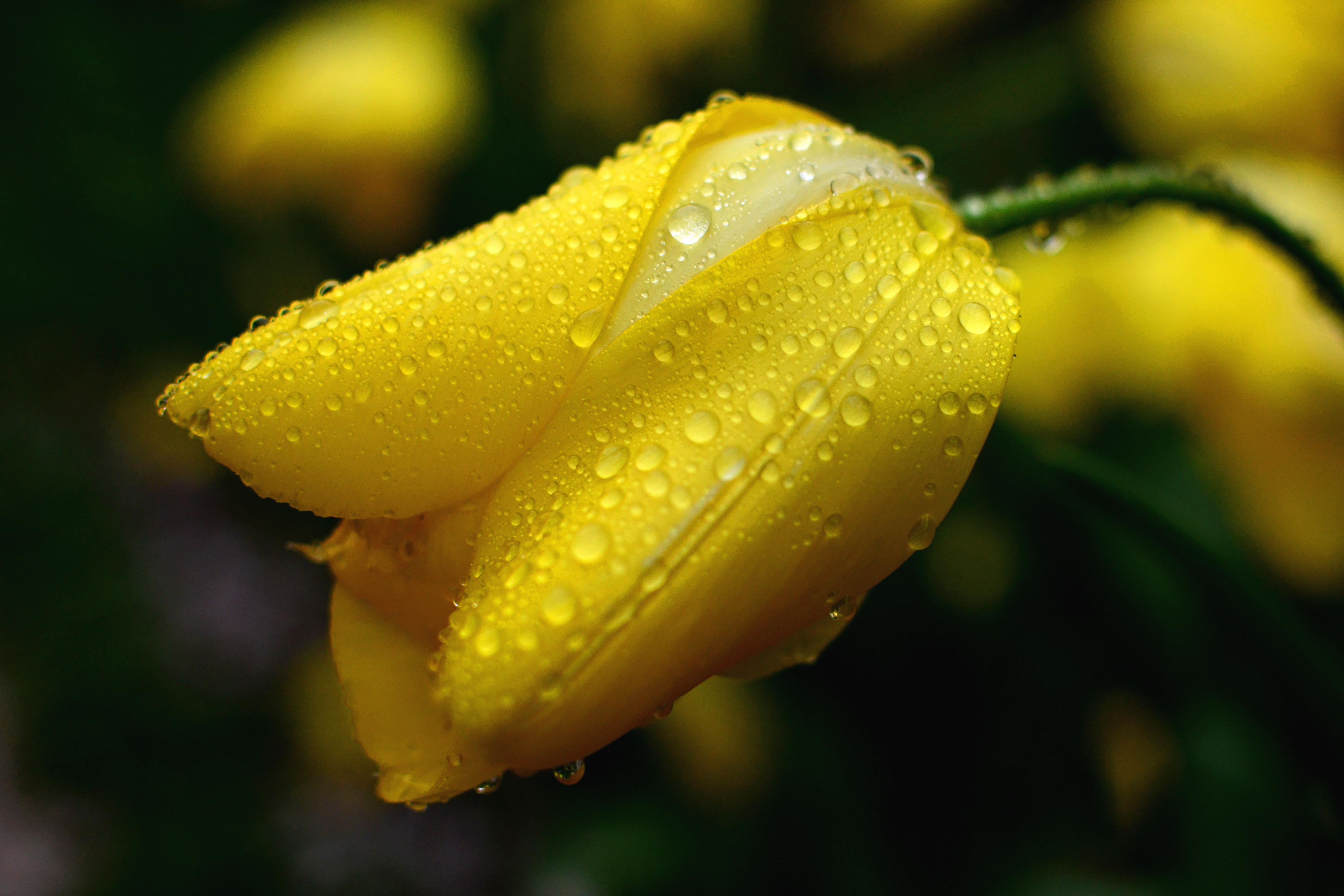 Laden Sie das Blumen, Makro, Knospe, Tulpe, Wassertropfen, Erde/natur-Bild kostenlos auf Ihren PC-Desktop herunter