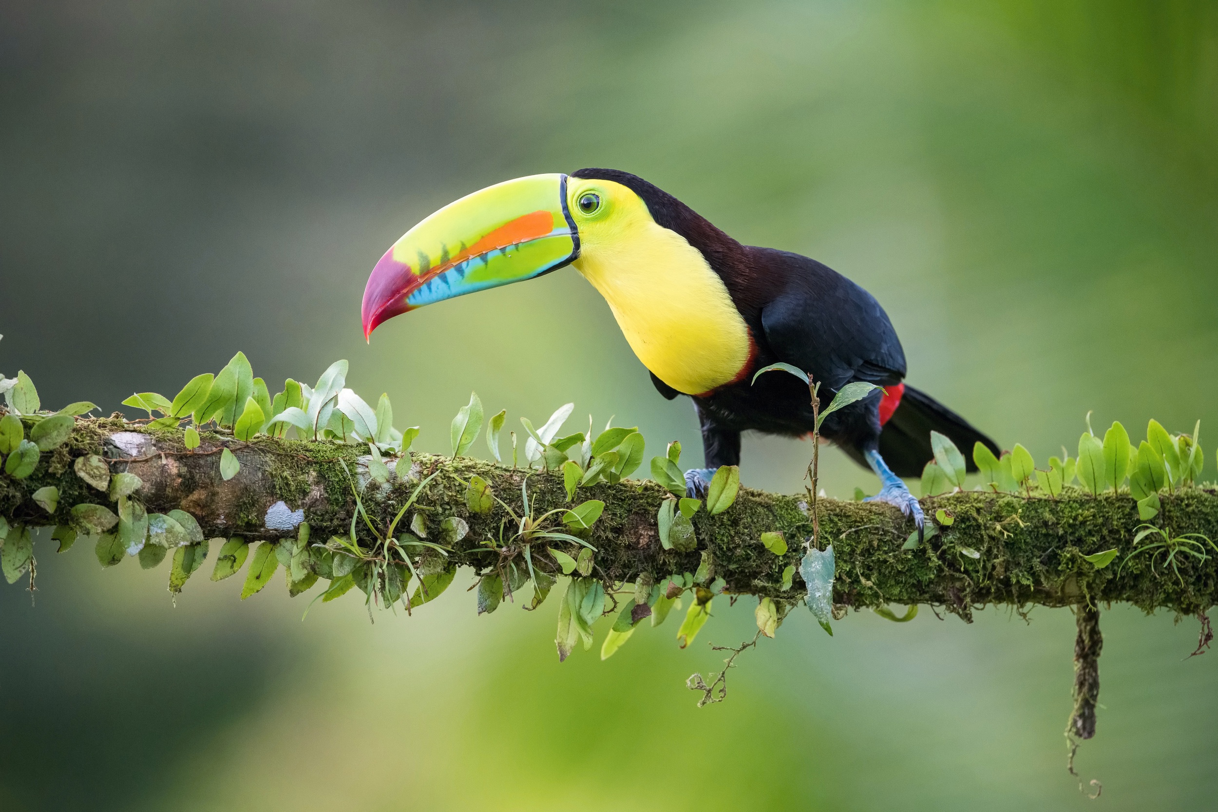 Download mobile wallpaper Birds, Bird, Beak, Animal, Toucan for free.