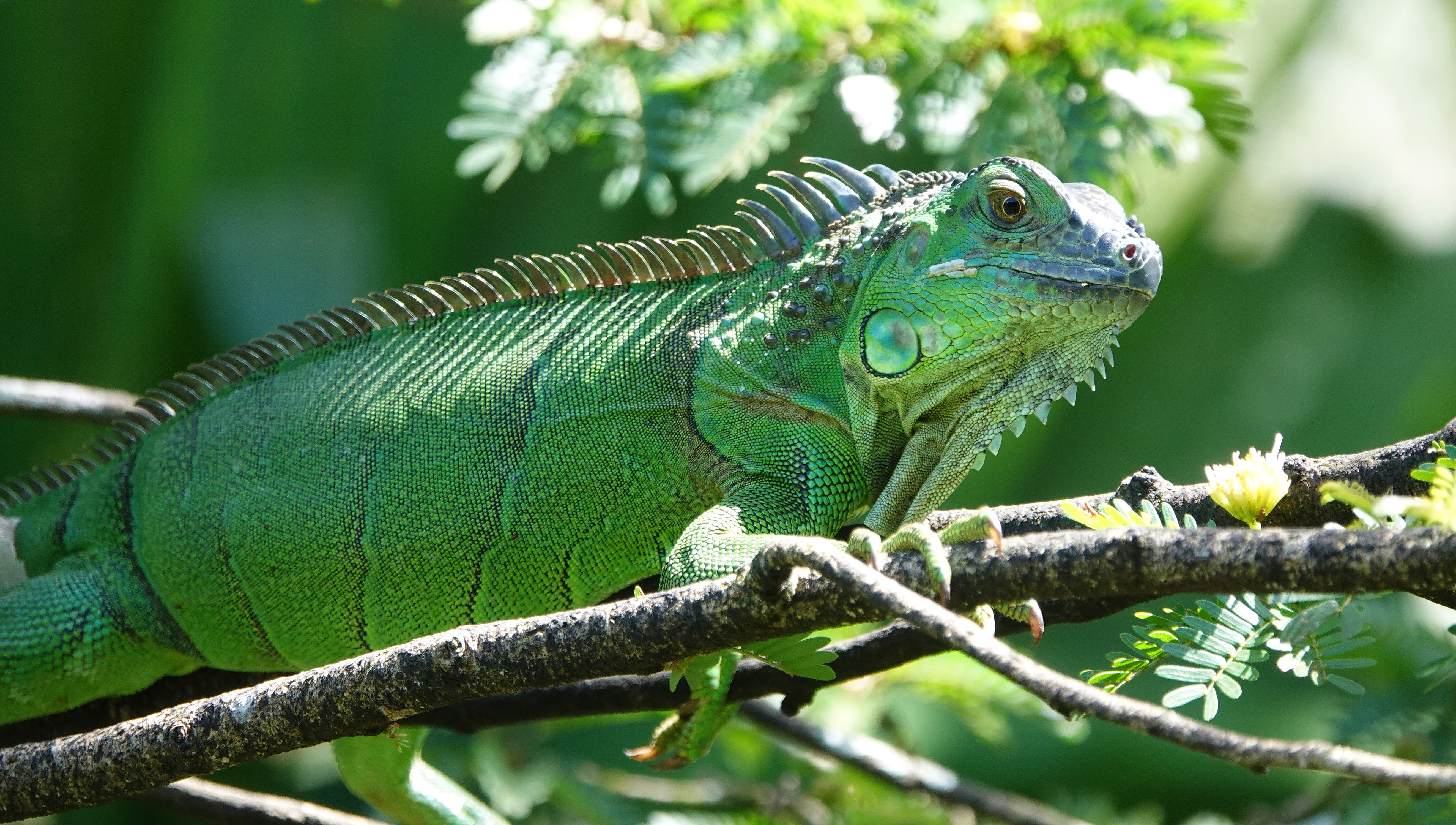 Download mobile wallpaper Animal, Reptile, Reptiles, Iguana for free.