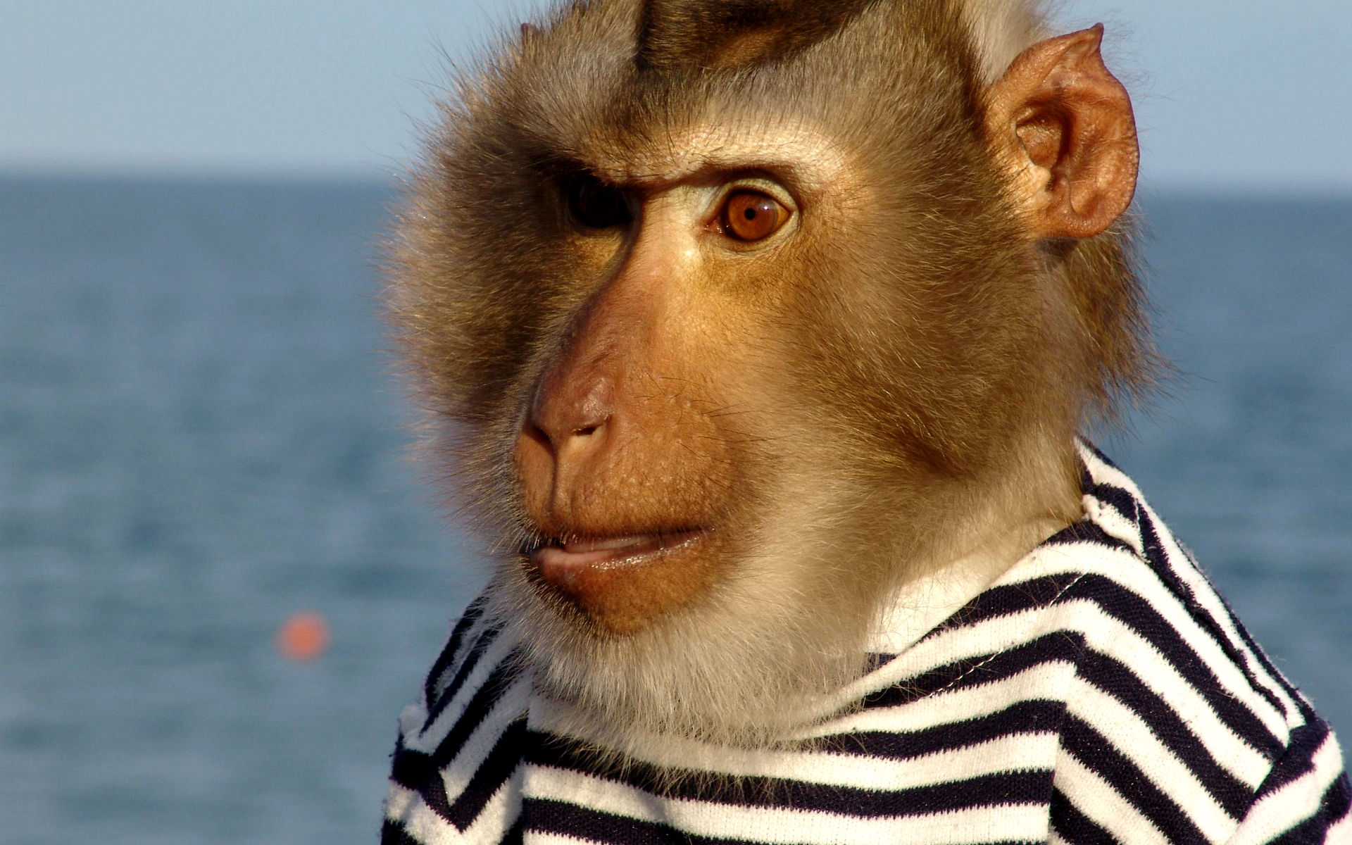 Téléchargez des papiers peints mobile Singes, Singe, Animaux gratuitement.