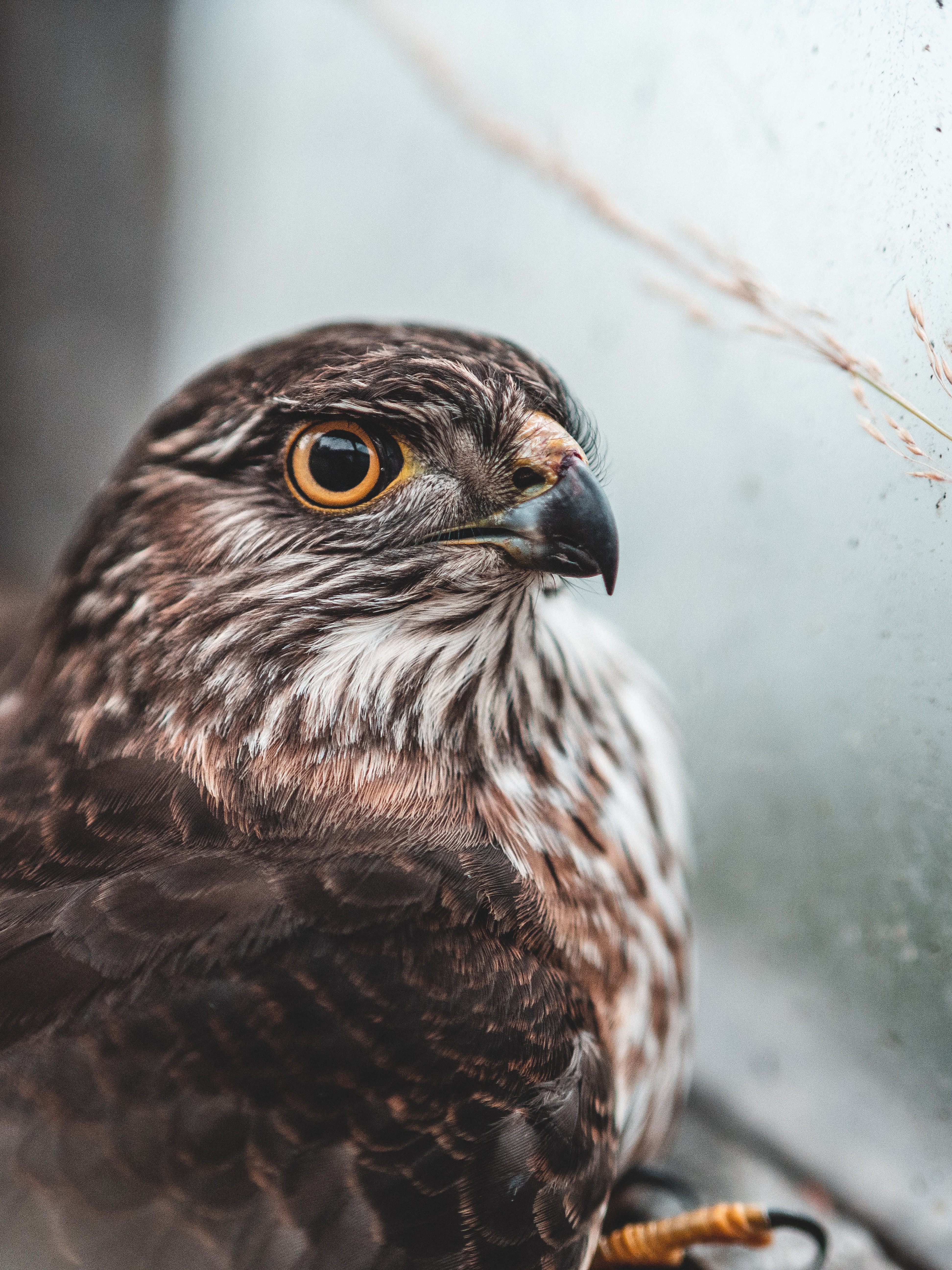 falcon, animals, bird, brown, predator HD wallpaper