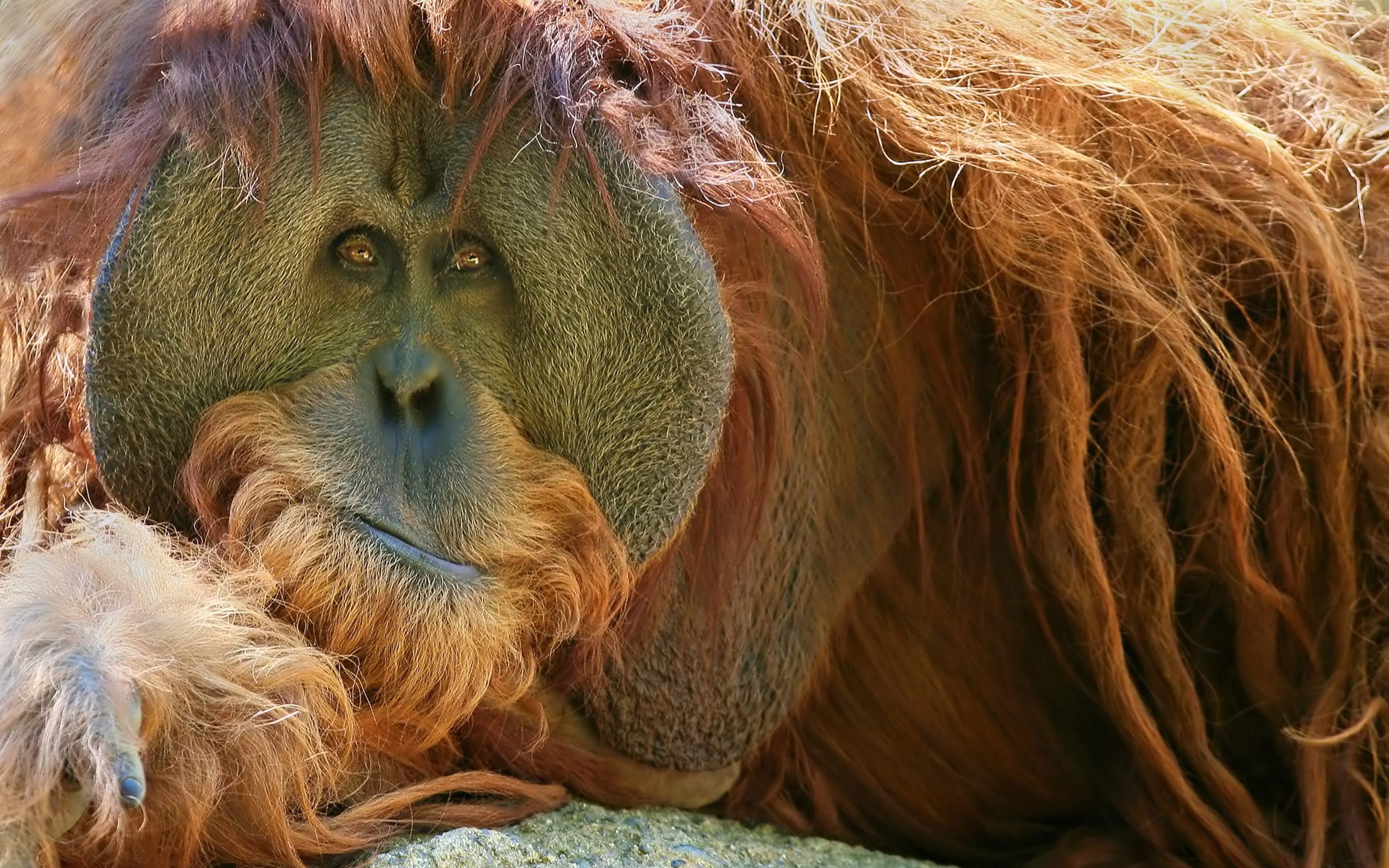 orangutan, monkeys, animal