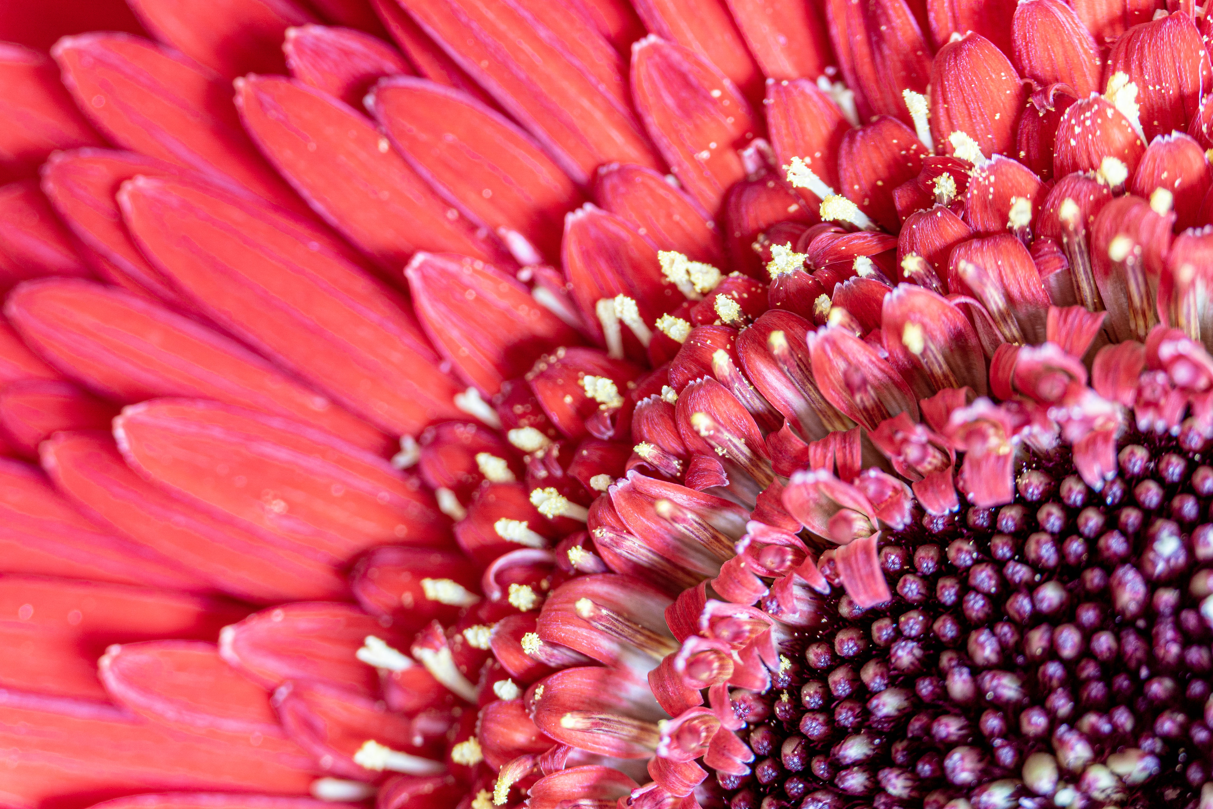 Download mobile wallpaper Pollen, Macro, Petals, Flower, Flowers, Pink for free.