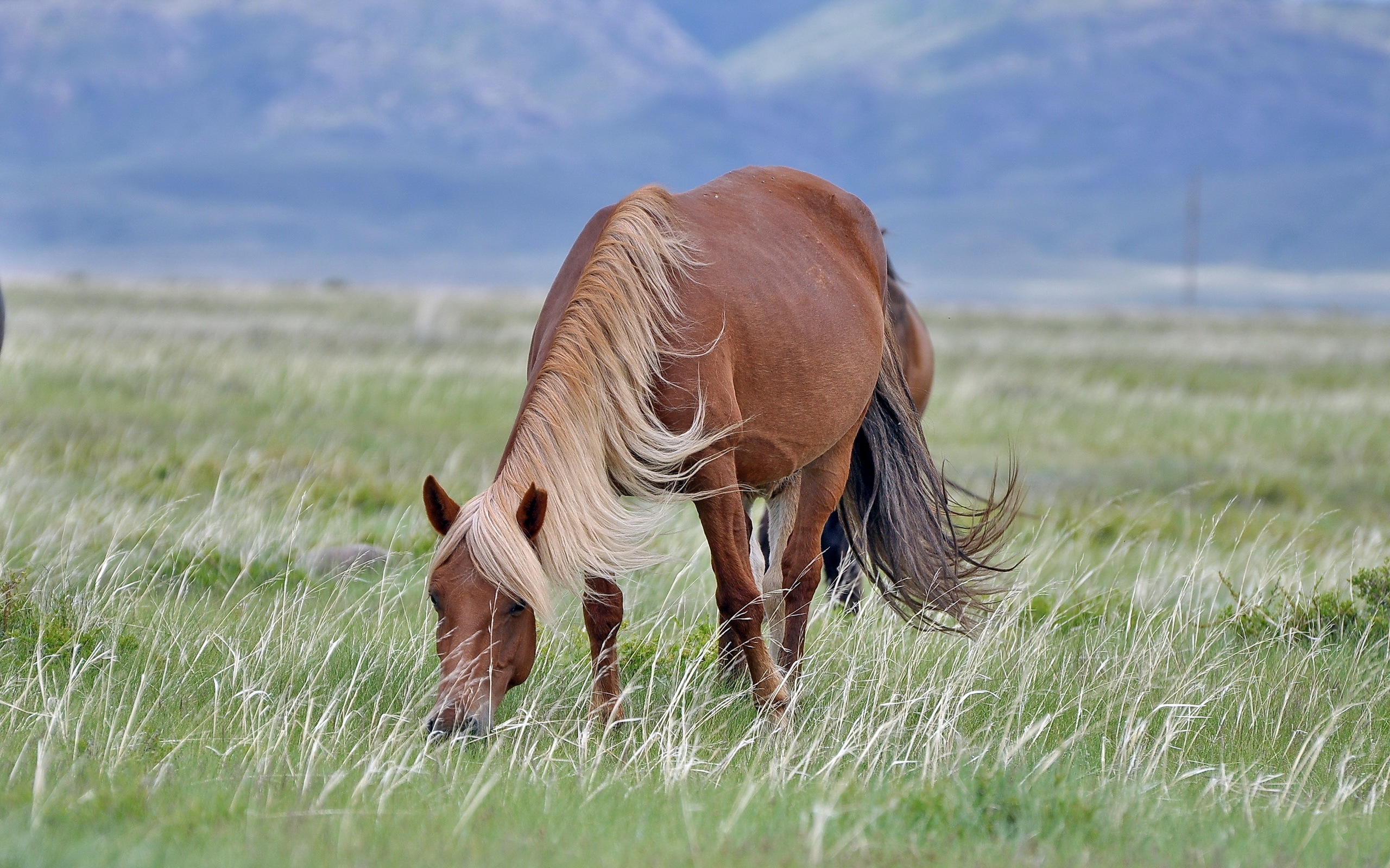 Téléchargez gratuitement l'image Animaux, Cheval sur le bureau de votre PC