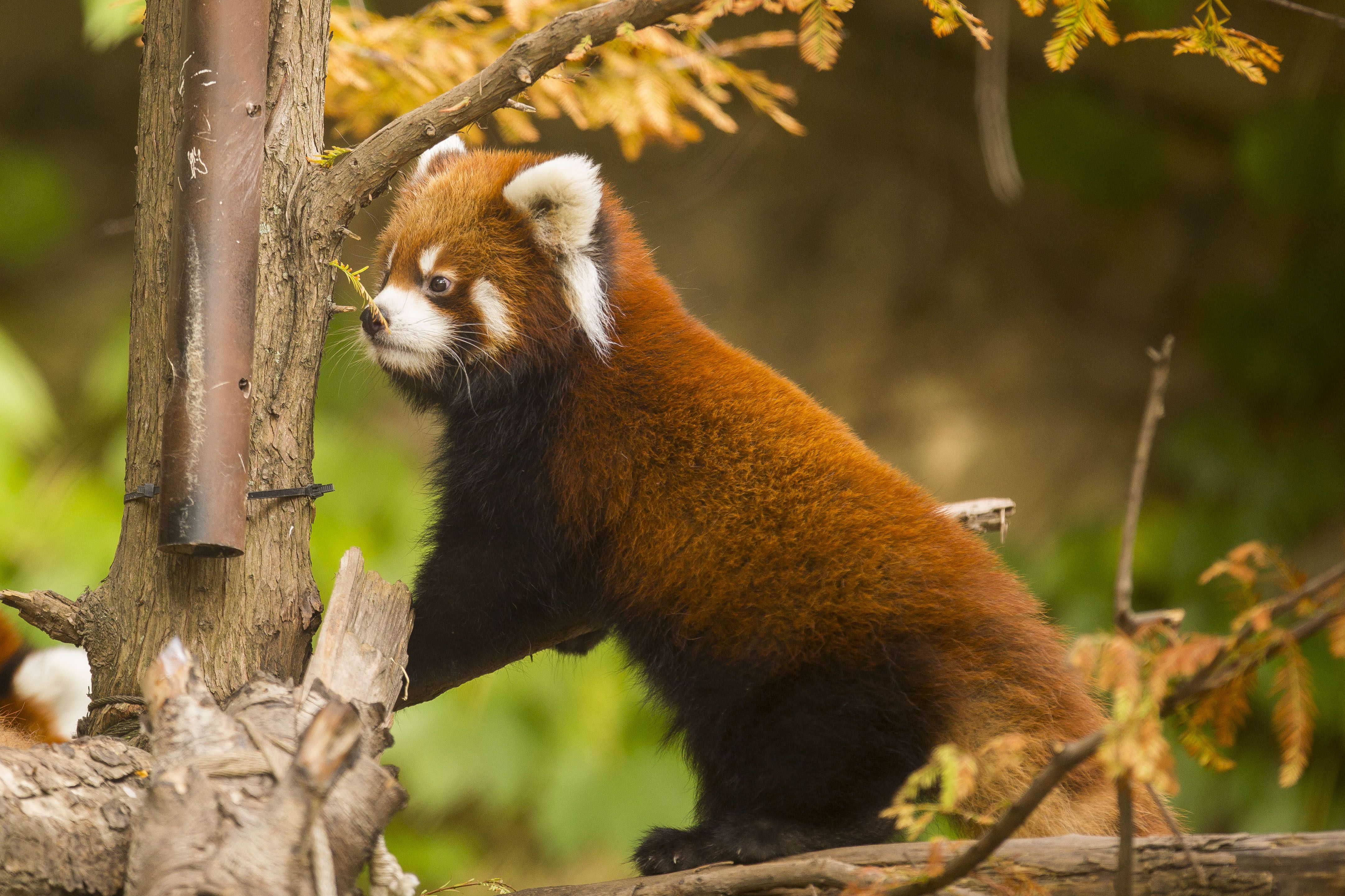 739340 télécharger l'image panda roux, animaux, chicago, zoo - fonds d'écran et économiseurs d'écran gratuits