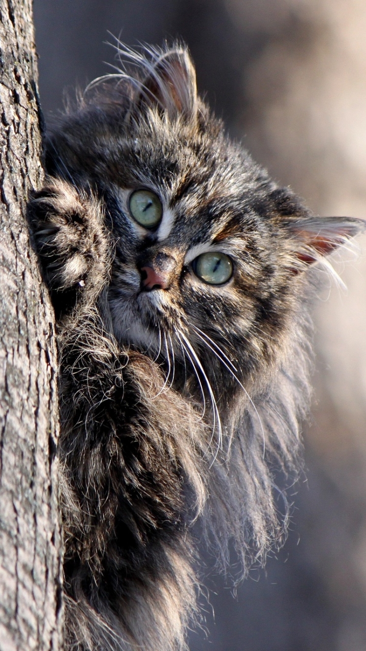 Download mobile wallpaper Cats, Cat, Animal for free.