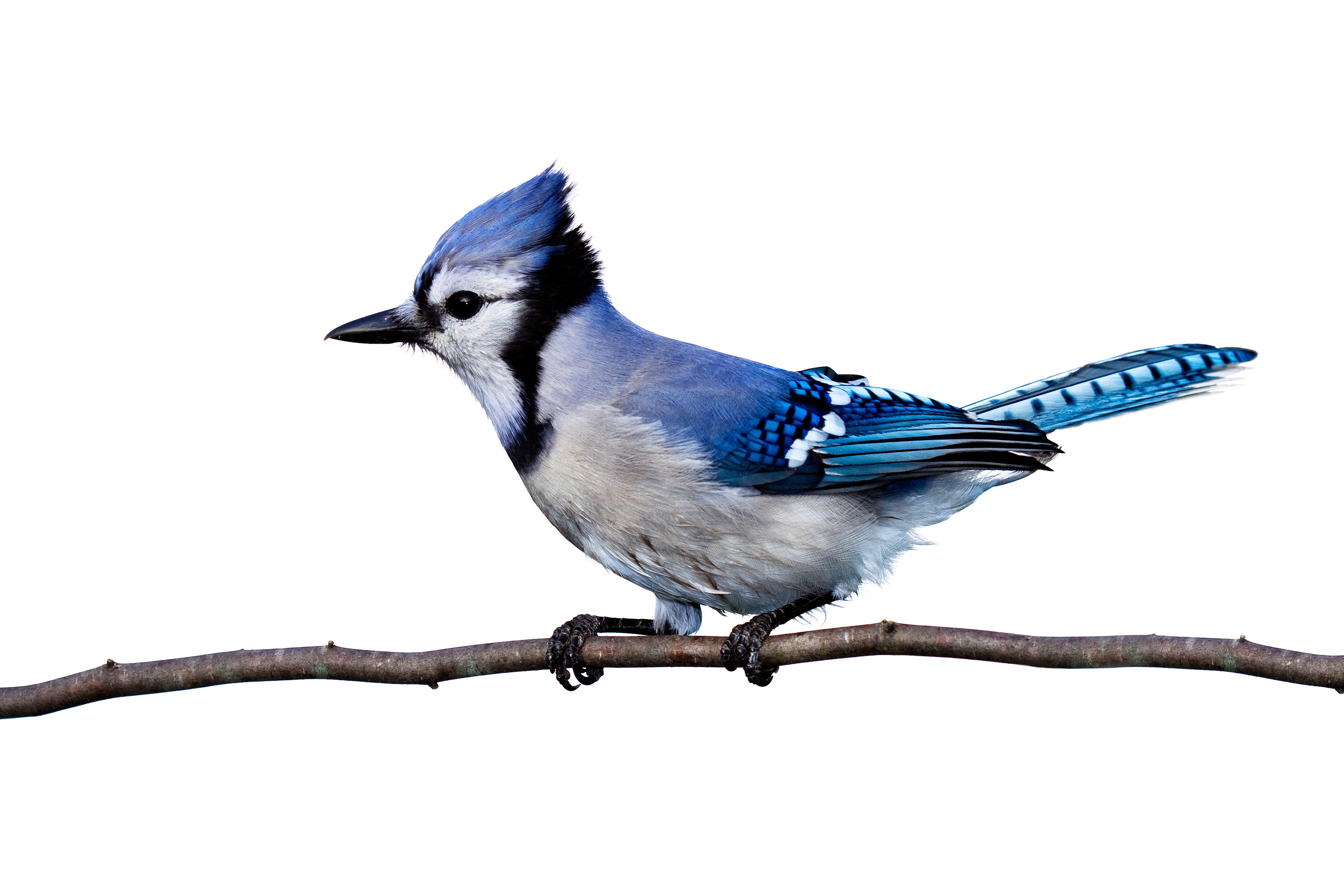 349793 télécharger l'image animaux, geai bleu, des oiseaux - fonds d'écran et économiseurs d'écran gratuits