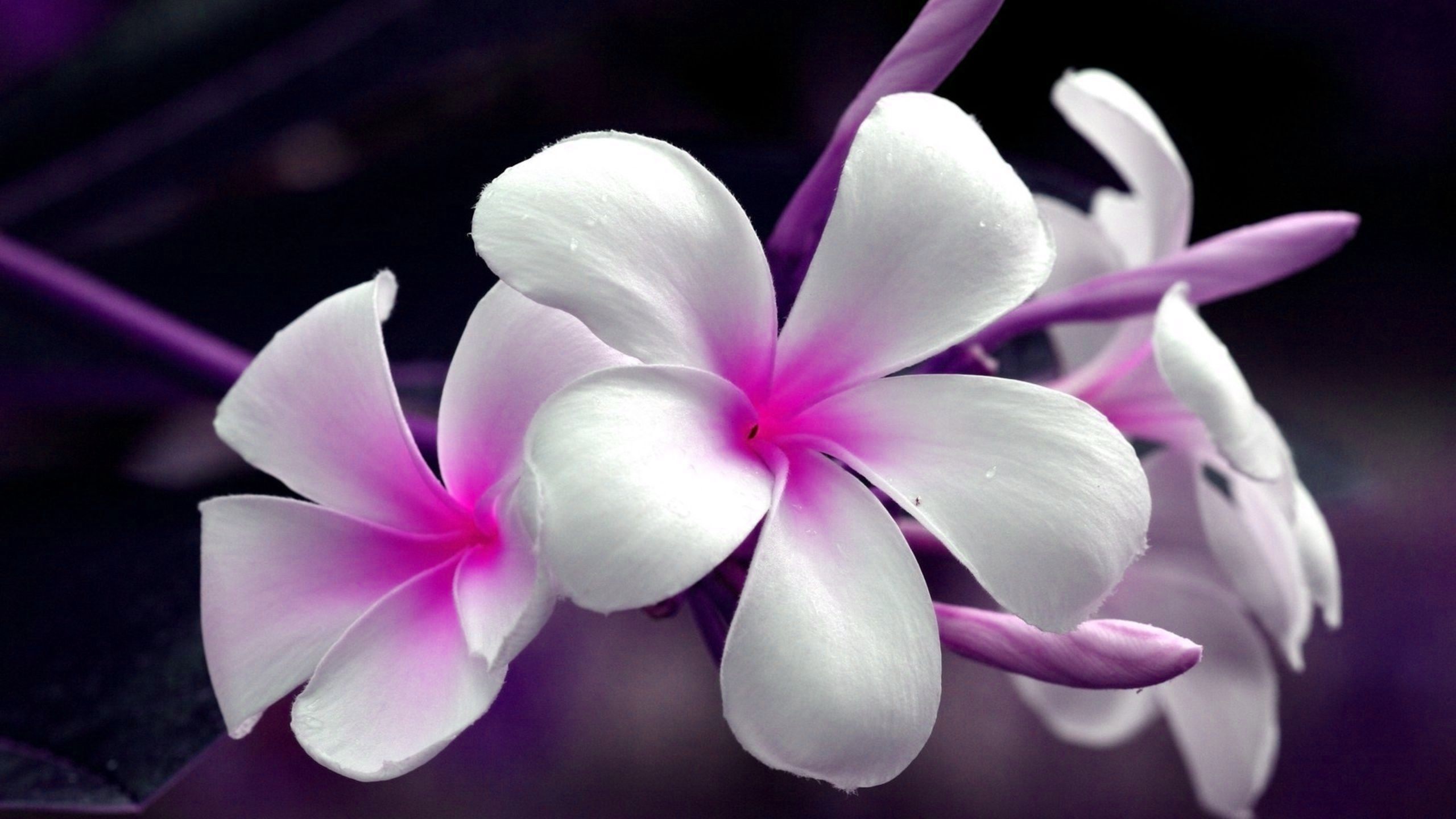 plumeria, earth, frangipani, flower, white flower, flowers