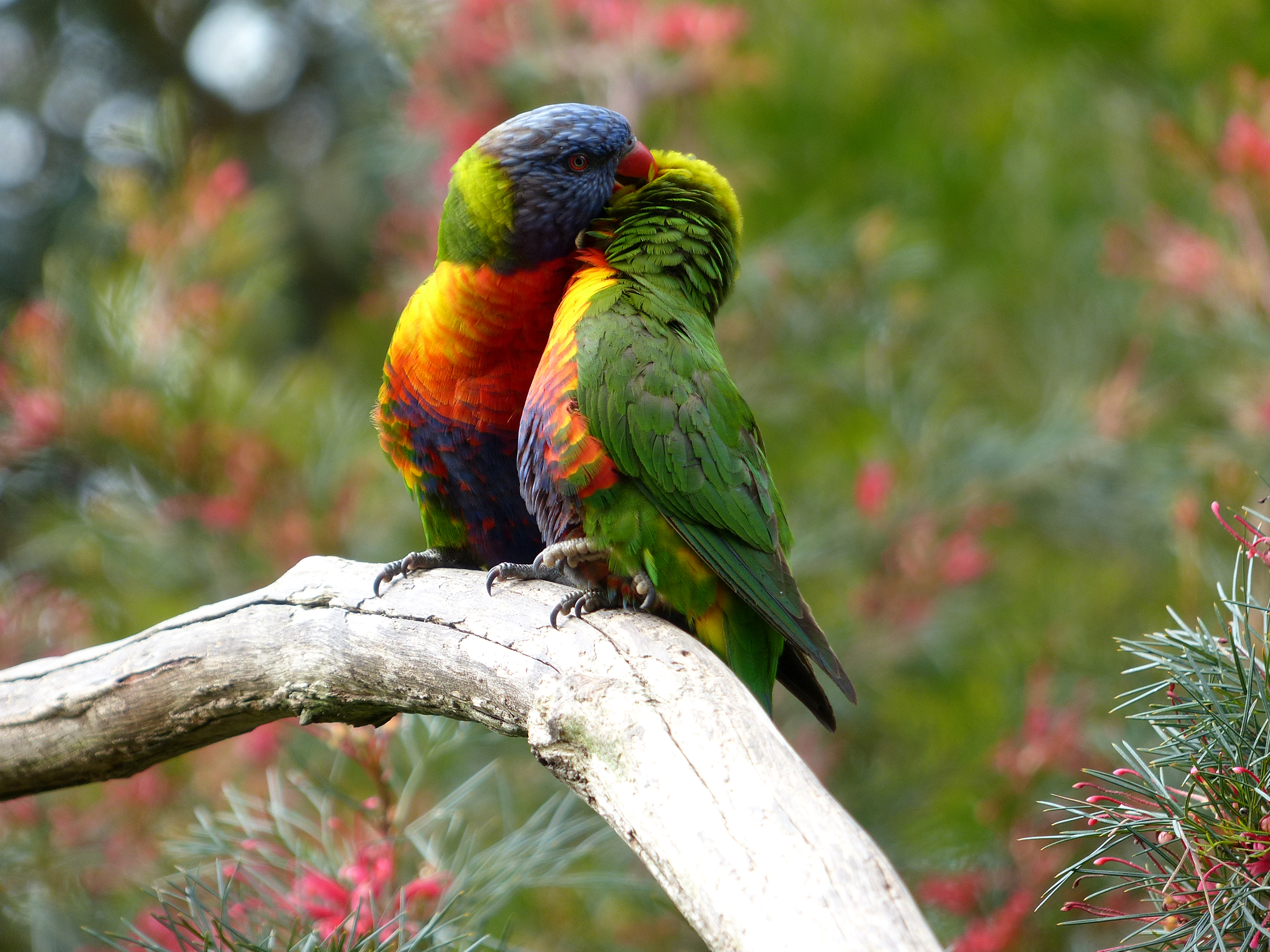 Download mobile wallpaper Birds, Bird, Couple, Animal, Parrot, Rainbow Lorikeet for free.