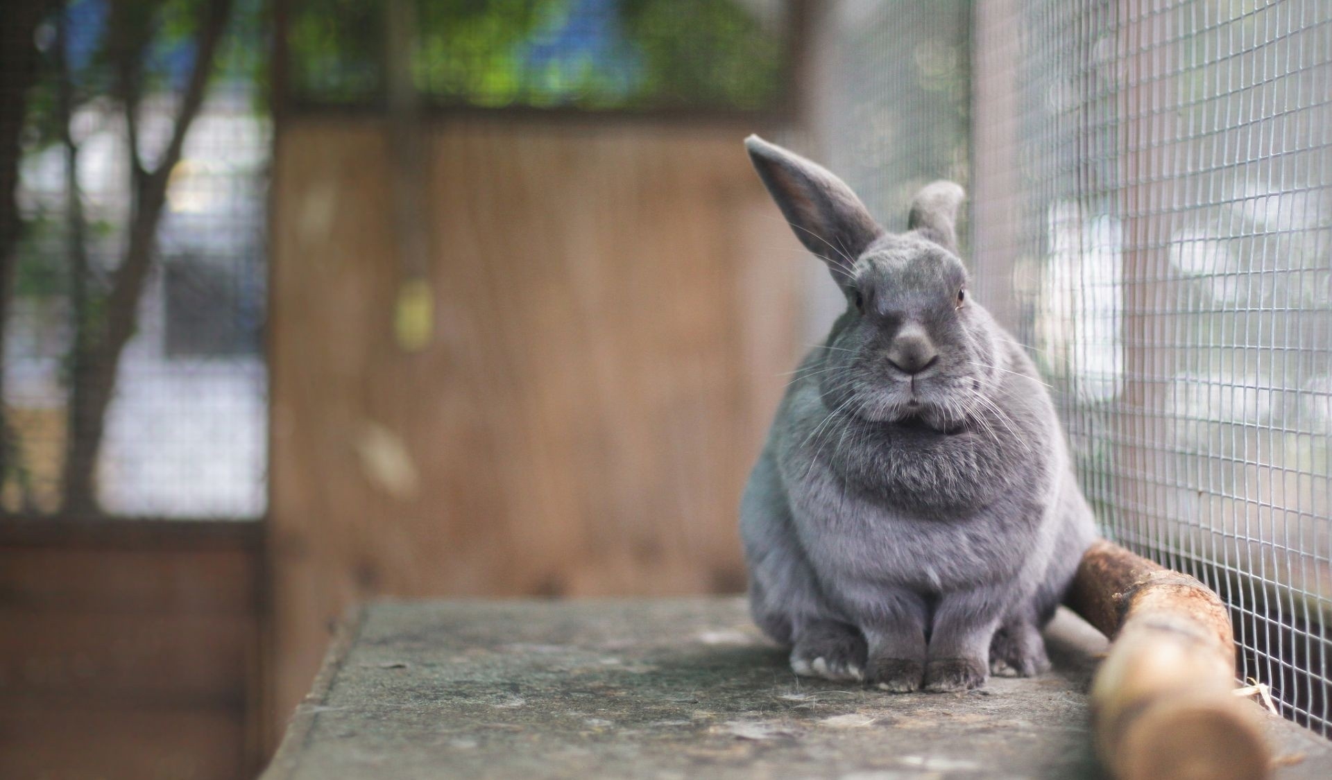 animals, sit, muzzle, cell, cage, rabbit