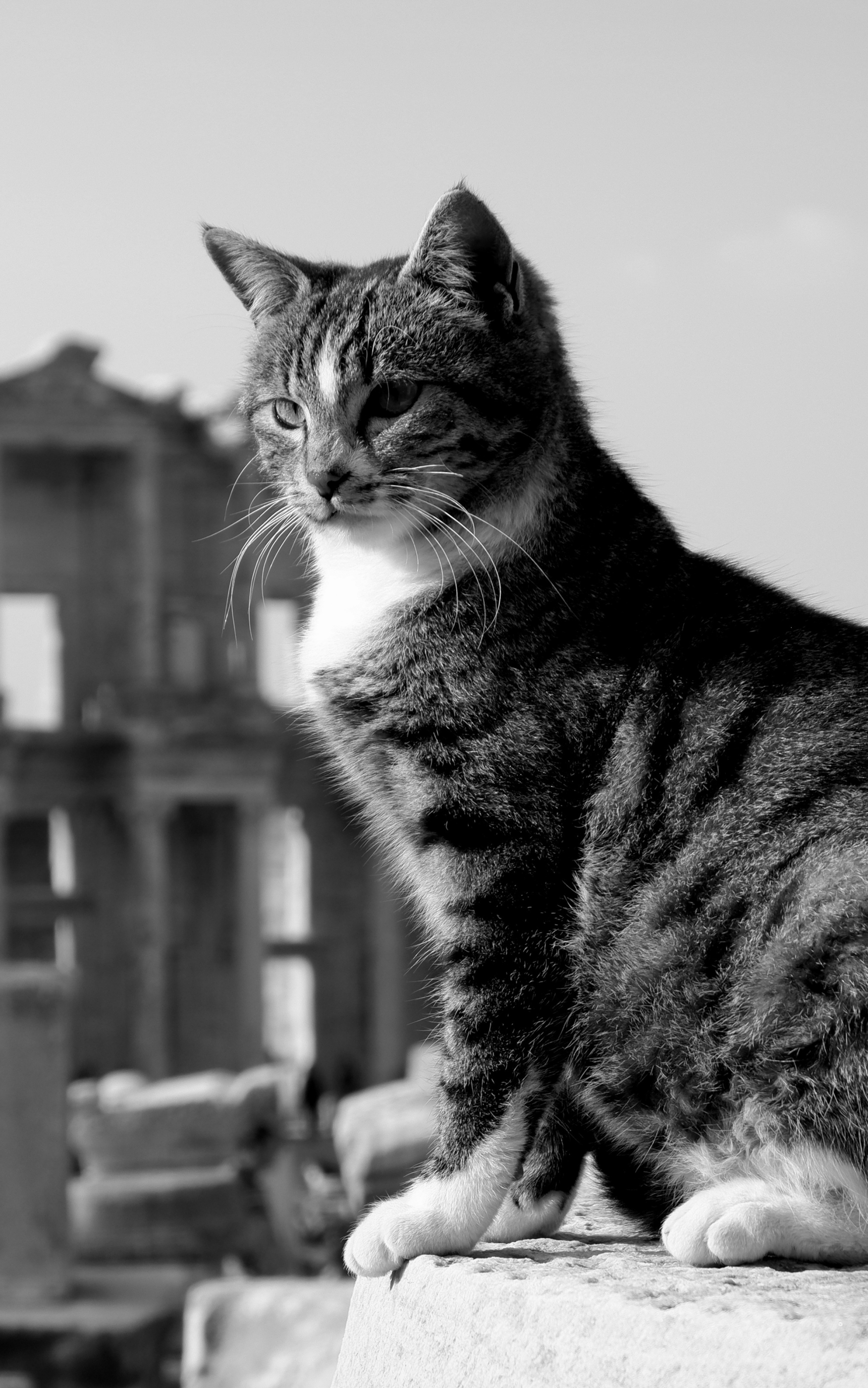 Download mobile wallpaper Cats, Cat, Animal, Black & White for free.