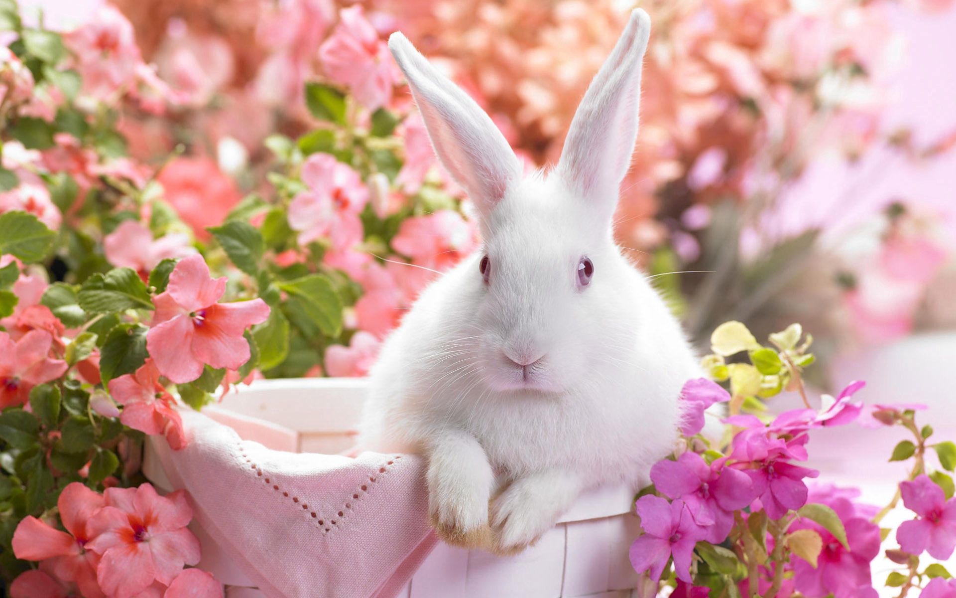 122292 скачать обои кролик, яркий, цветы, уши, сидеть, животные, корзина - заставки и картинки бесплатно