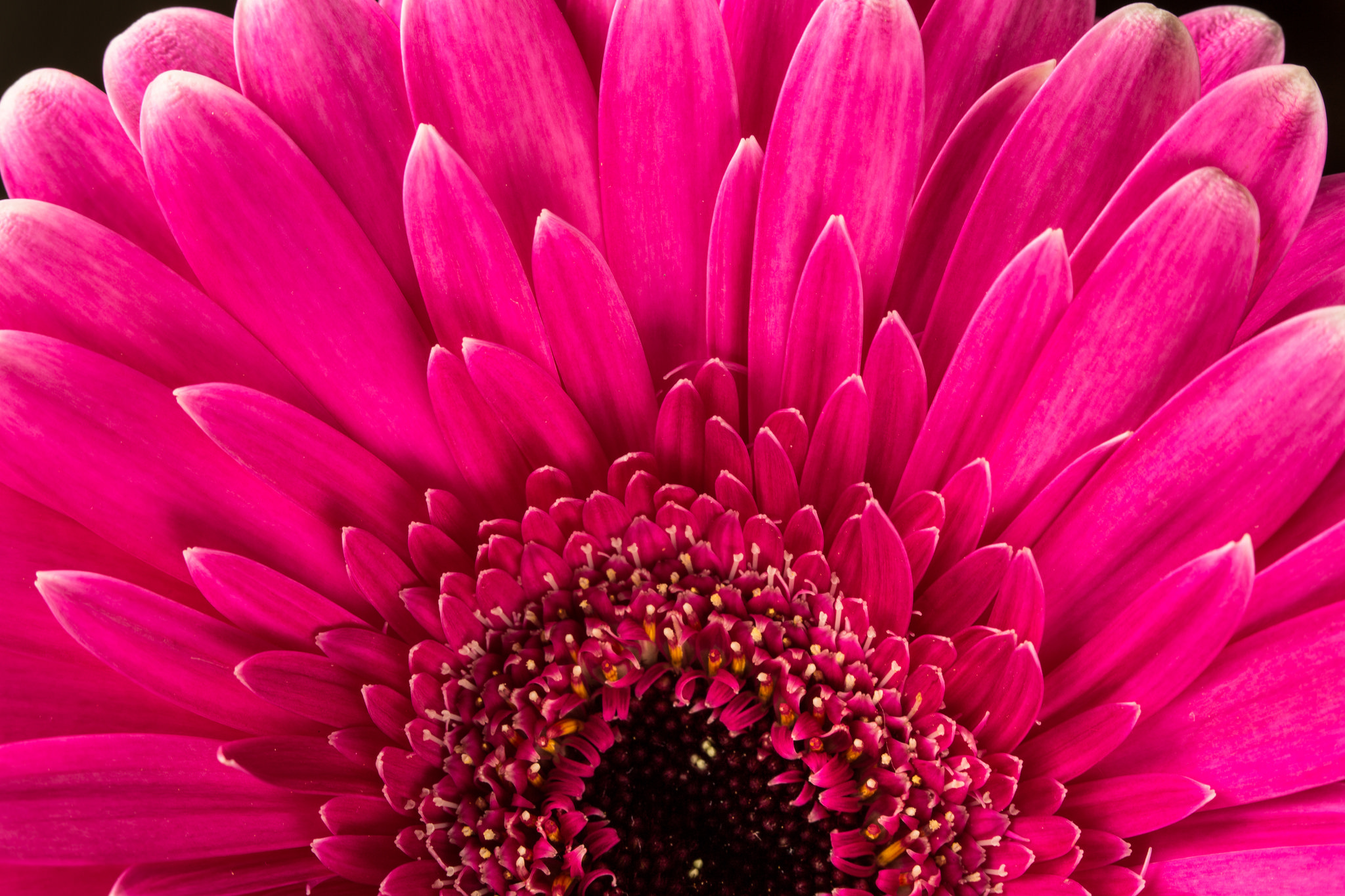 Laden Sie das Blumen, Gerbera, Blume, Makro, Erde/natur, Pinke Blume-Bild kostenlos auf Ihren PC-Desktop herunter