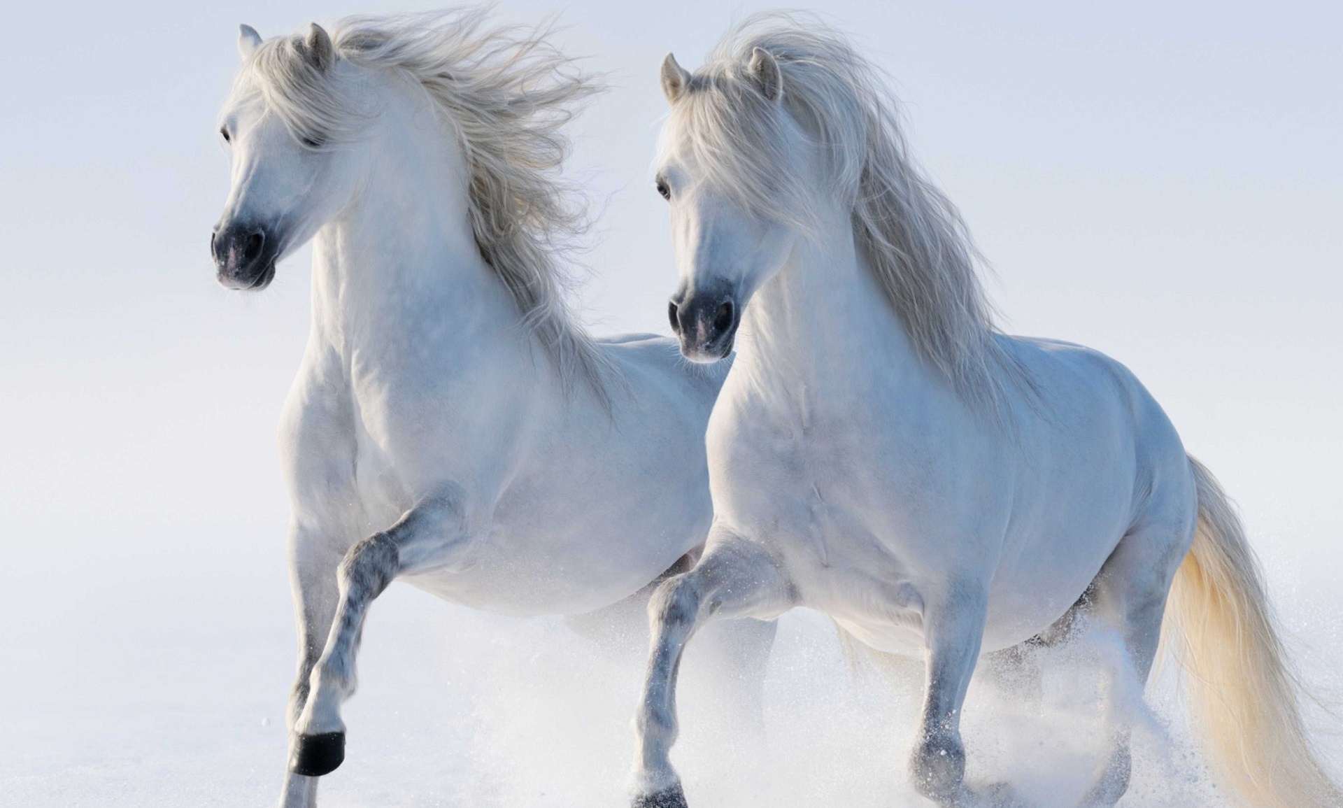 Free download wallpaper Animal, Horse on your PC desktop