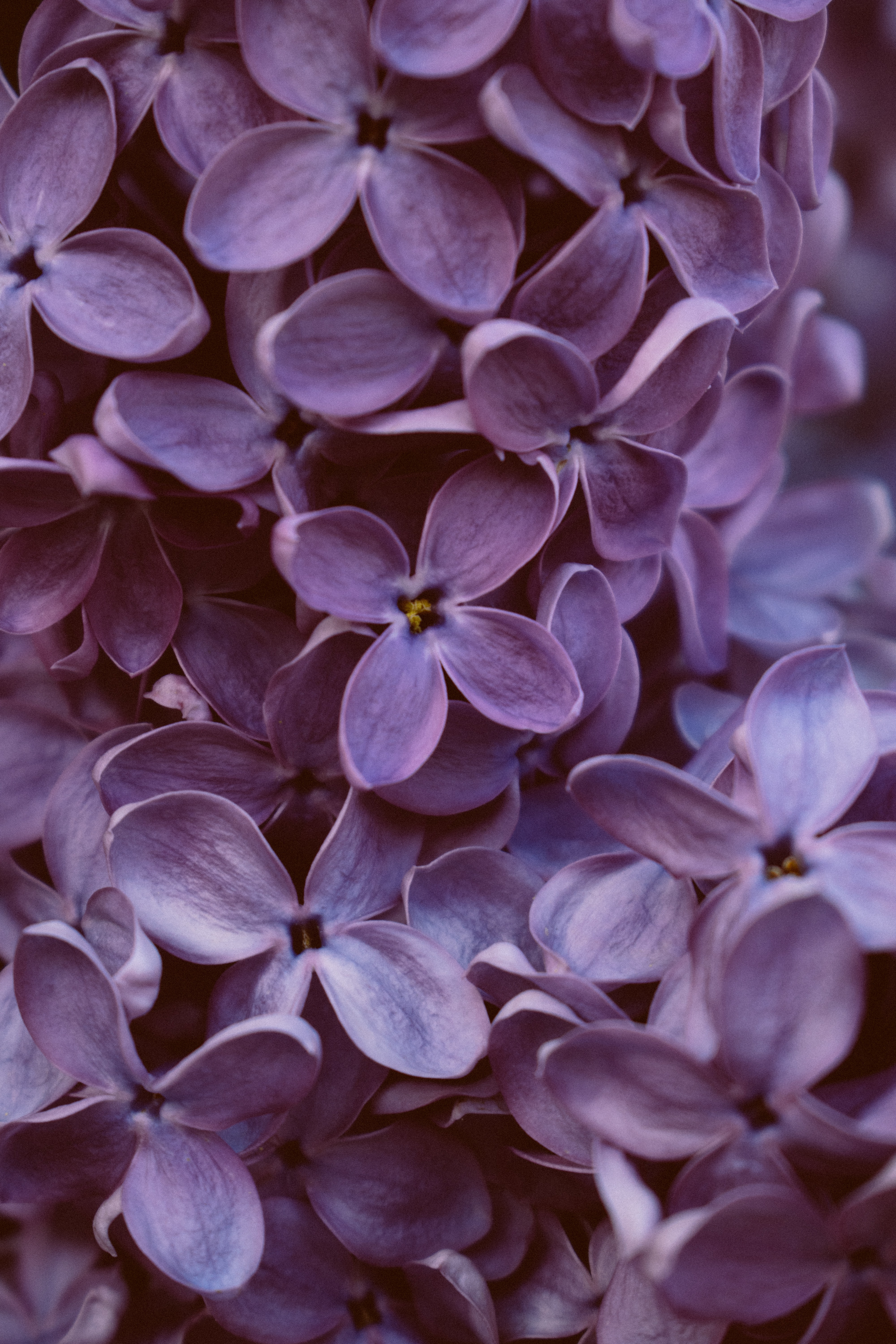 lilac, purple, flowers, violet, macro, bloom, flowering phone wallpaper