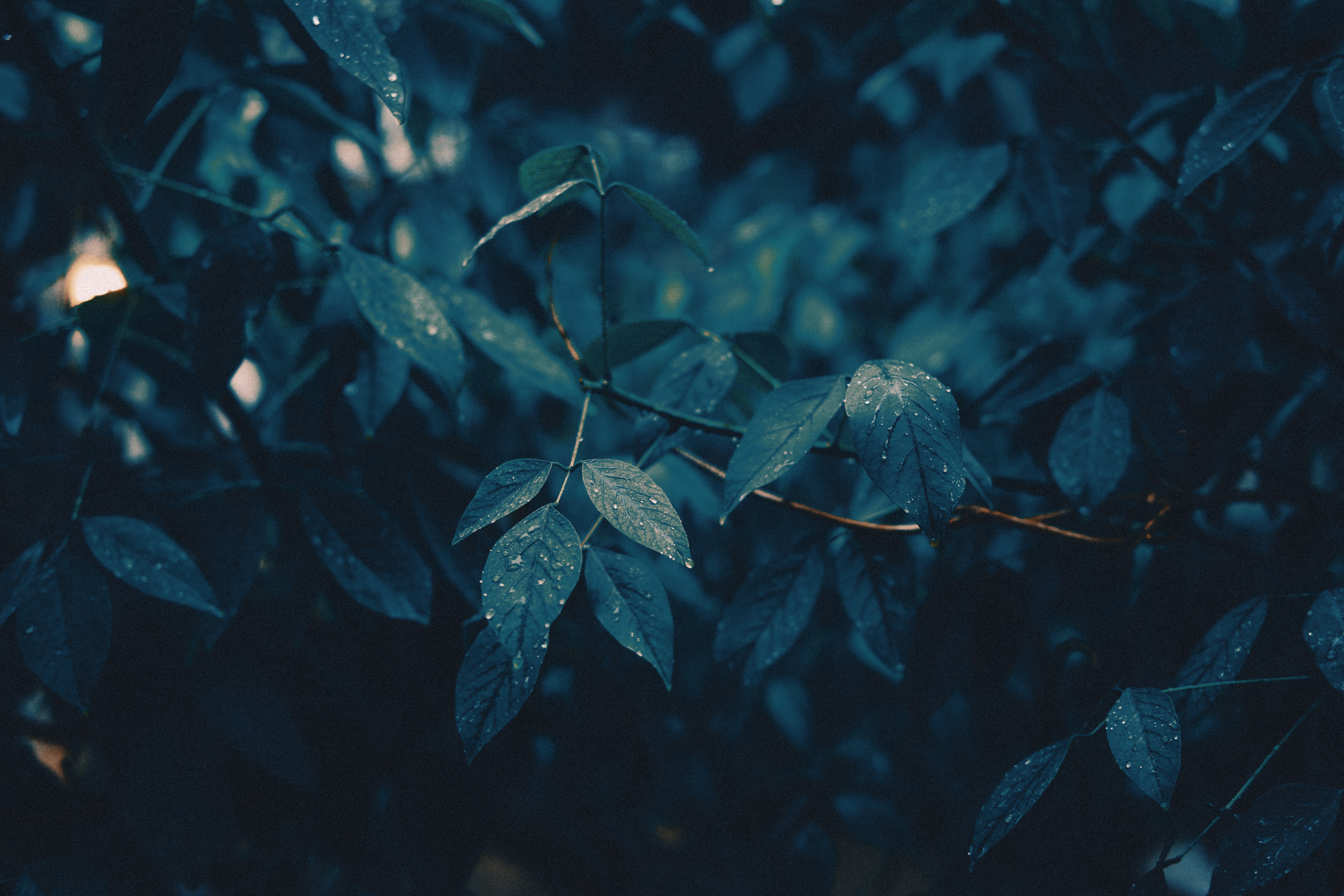 rain, wet, leaves, drops, macro, branches HD wallpaper