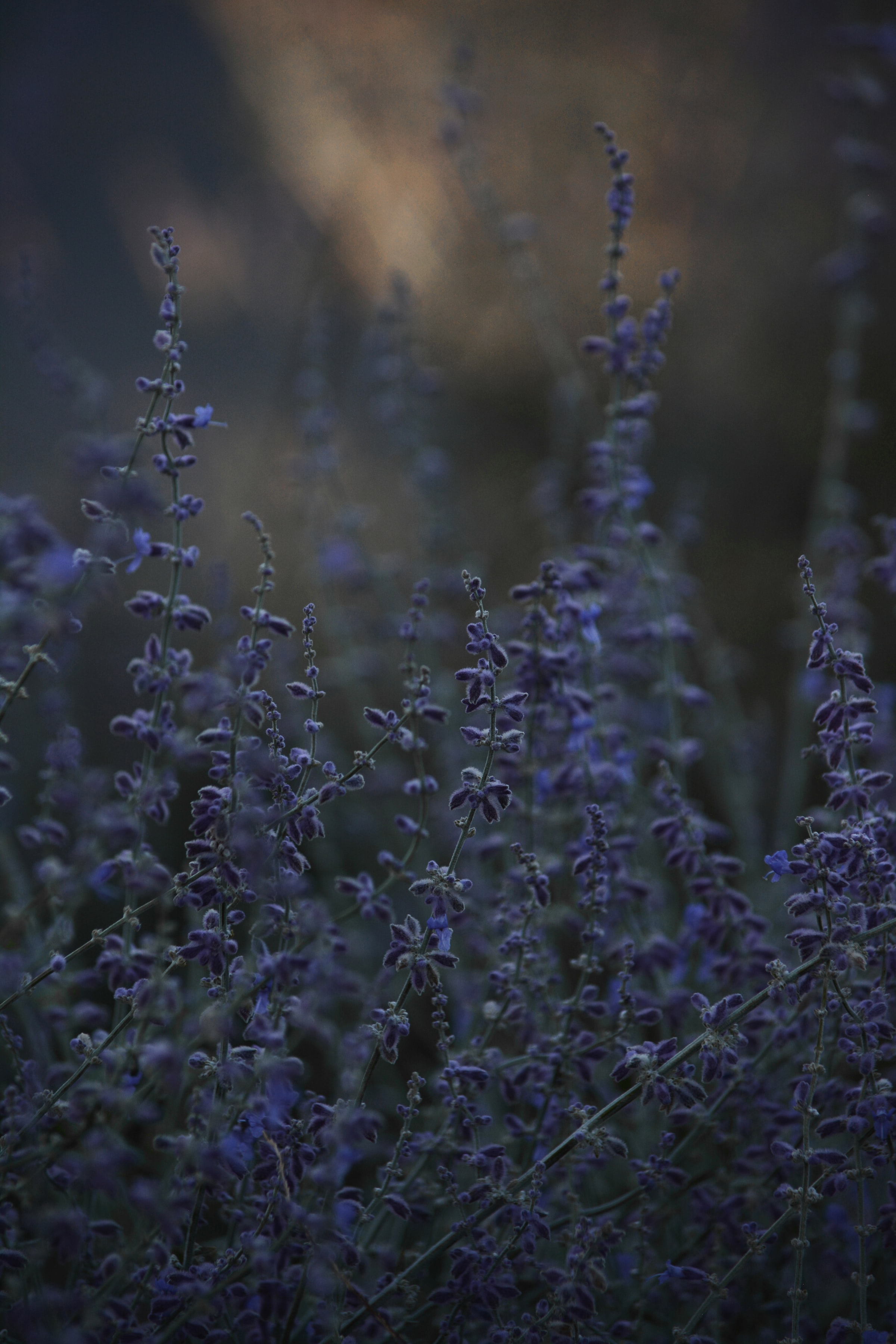 lavender, flowers, grass, twilight, dusk, wildflowers