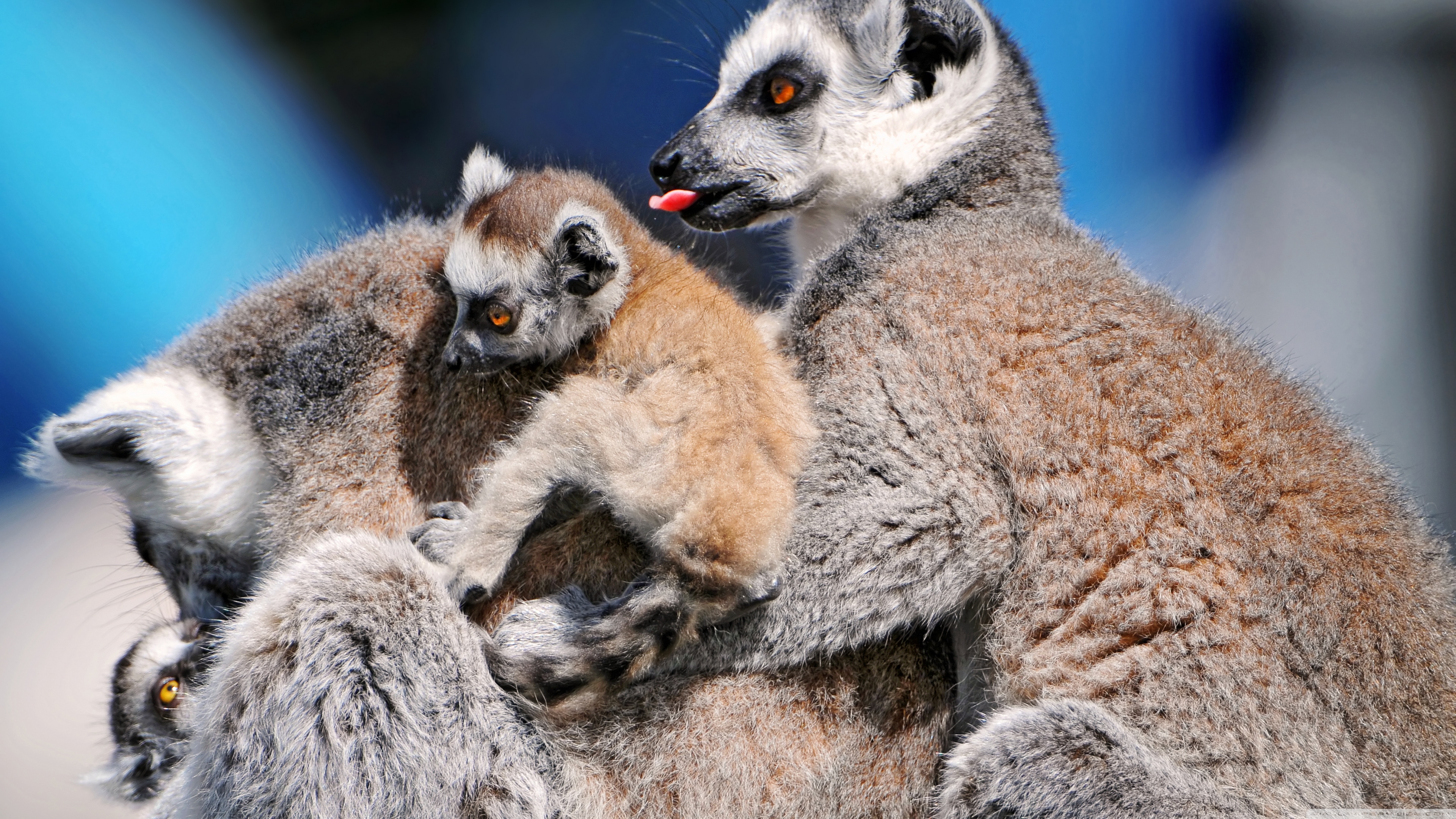 337977 Bild herunterladen tiere, lemur, affen - Hintergrundbilder und Bildschirmschoner kostenlos
