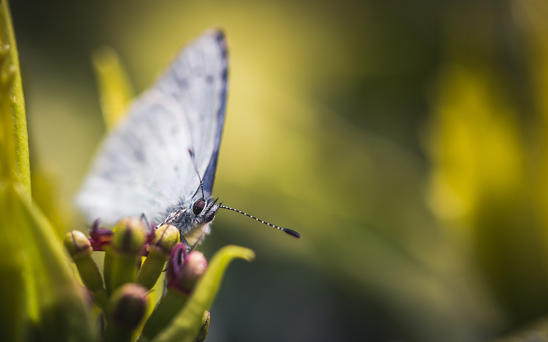 Descarga gratis la imagen Animales, Insecto, Mariposa, Macrofotografía en el escritorio de tu PC