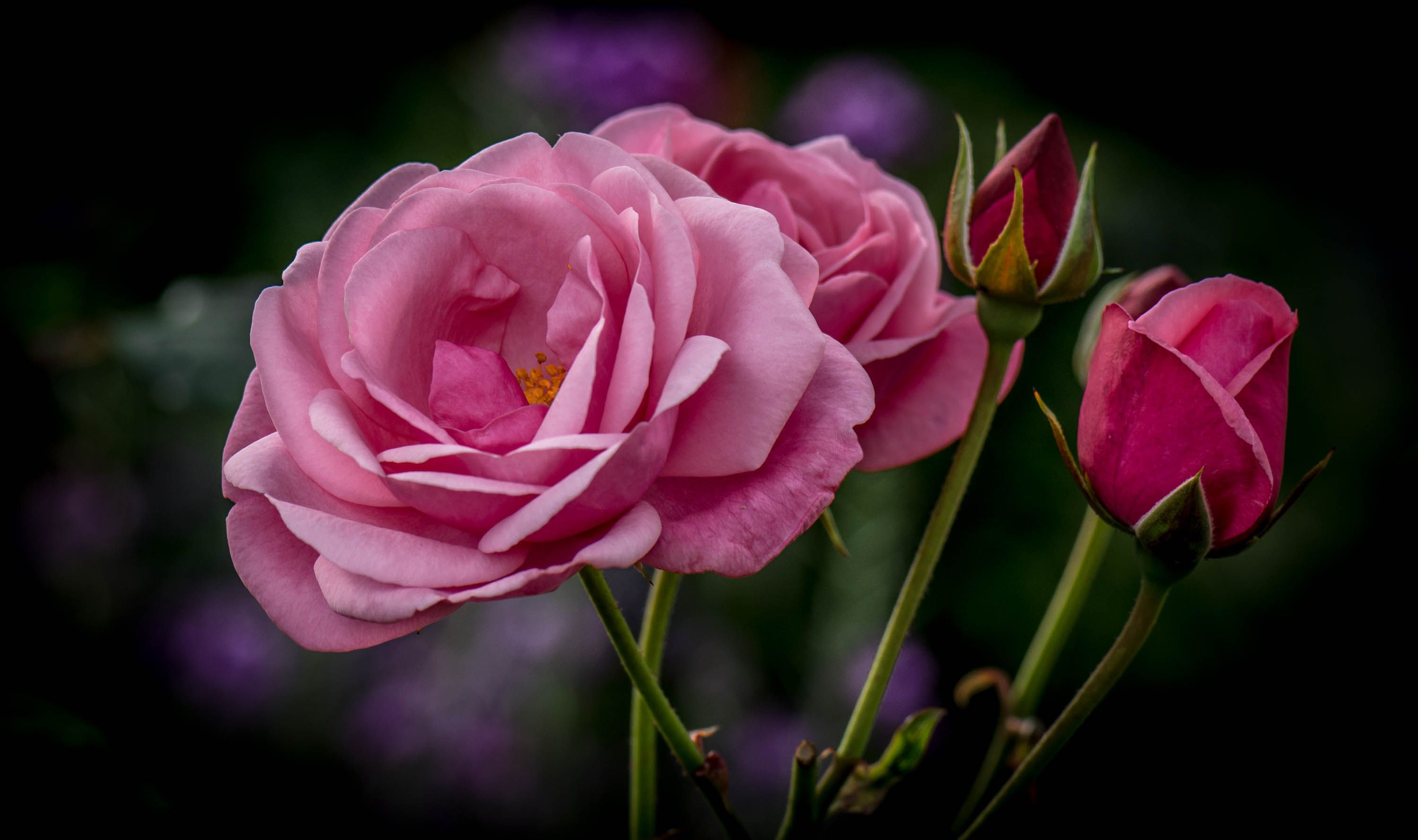 Laden Sie das Blumen, Blume, Rose, Erde/natur, Pinke Blume-Bild kostenlos auf Ihren PC-Desktop herunter