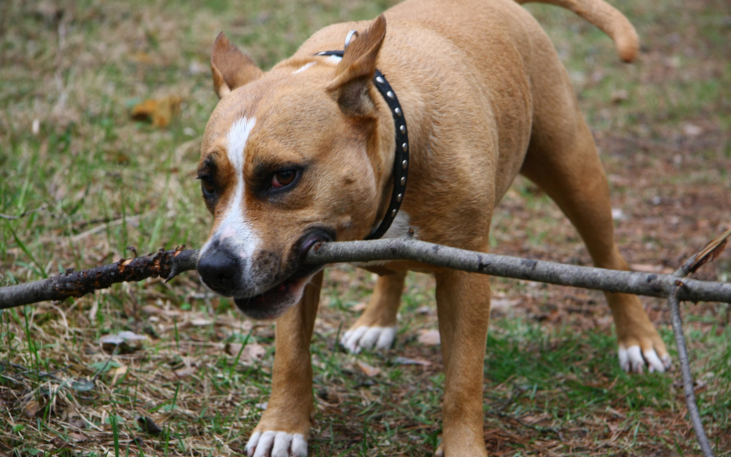 Descarga gratuita de fondo de pantalla para móvil de Animales, Perros, Perro.