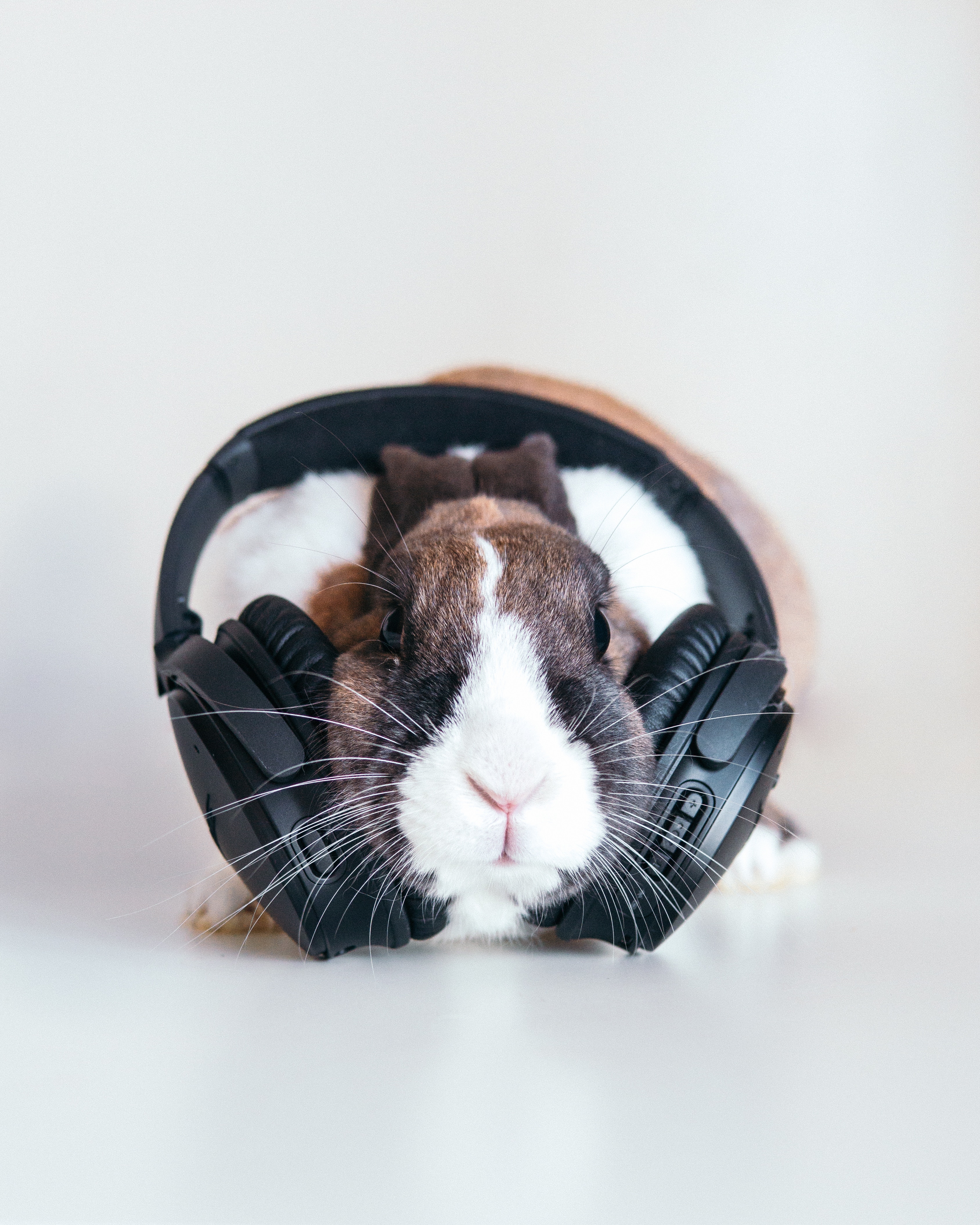 132975 скачать обои кролик, аудио, музыка, наушники - заставки и картинки бесплатно