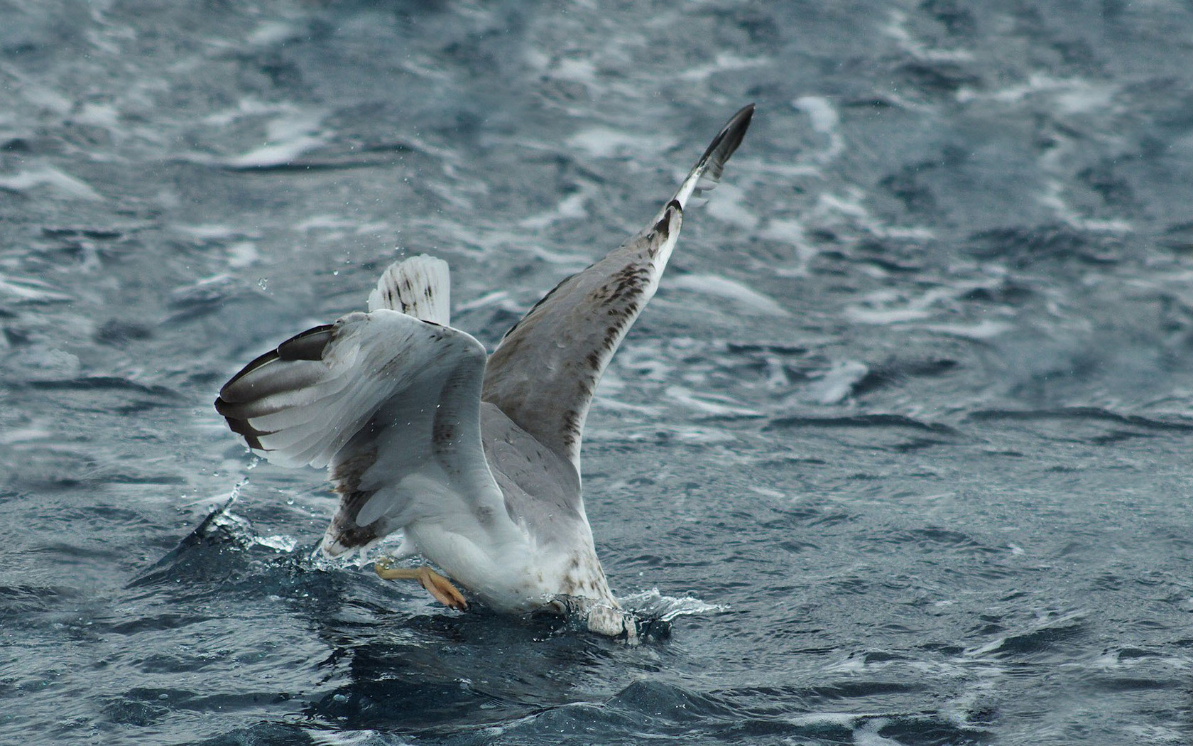 Free download wallpaper Bird, Animal on your PC desktop