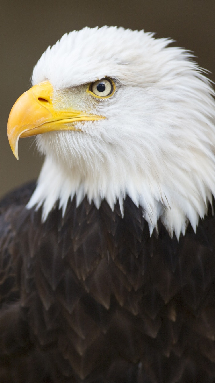 Descarga gratuita de fondo de pantalla para móvil de Animales, Águila Calva, Aves.