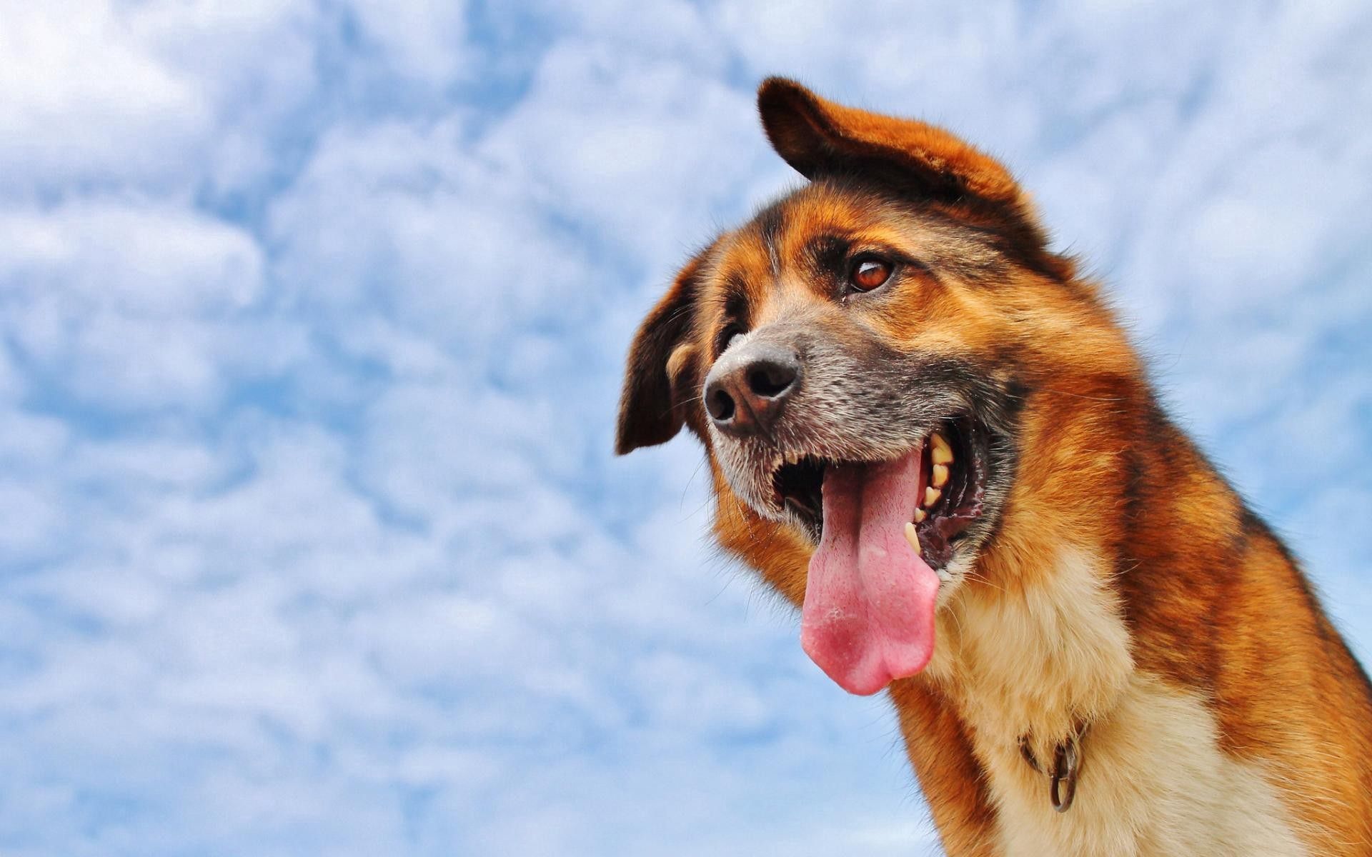 animals, sky, clouds, dog, muzzle, protruding tongue, tongue stuck out