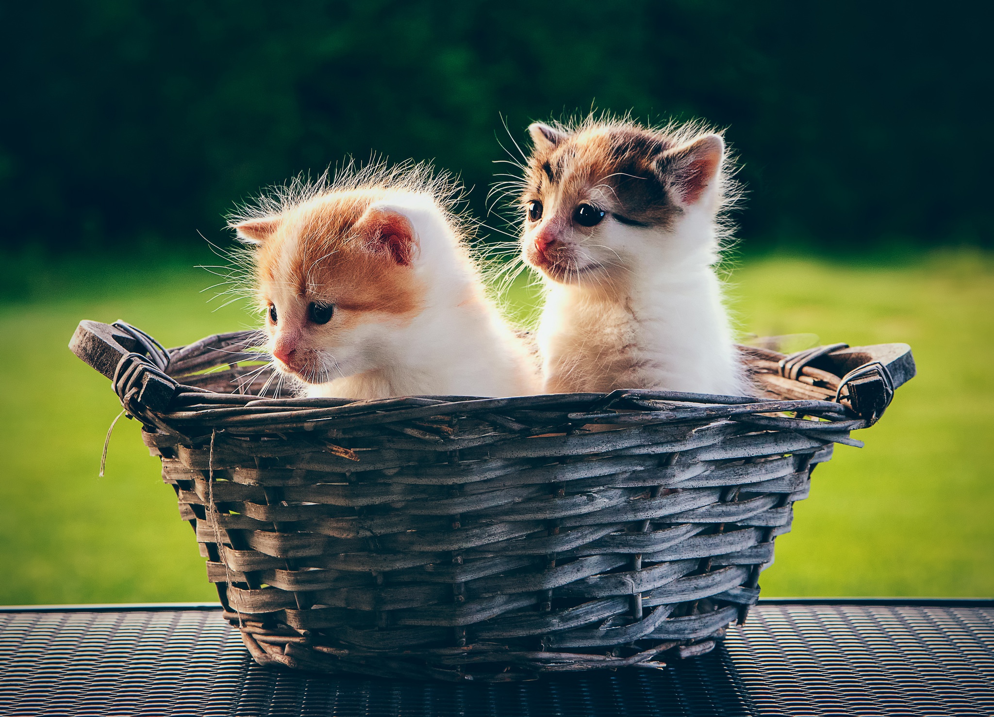 Laden Sie das Tiere, Katzen, Katze, Kätzchen, Korb, Tierbaby-Bild kostenlos auf Ihren PC-Desktop herunter