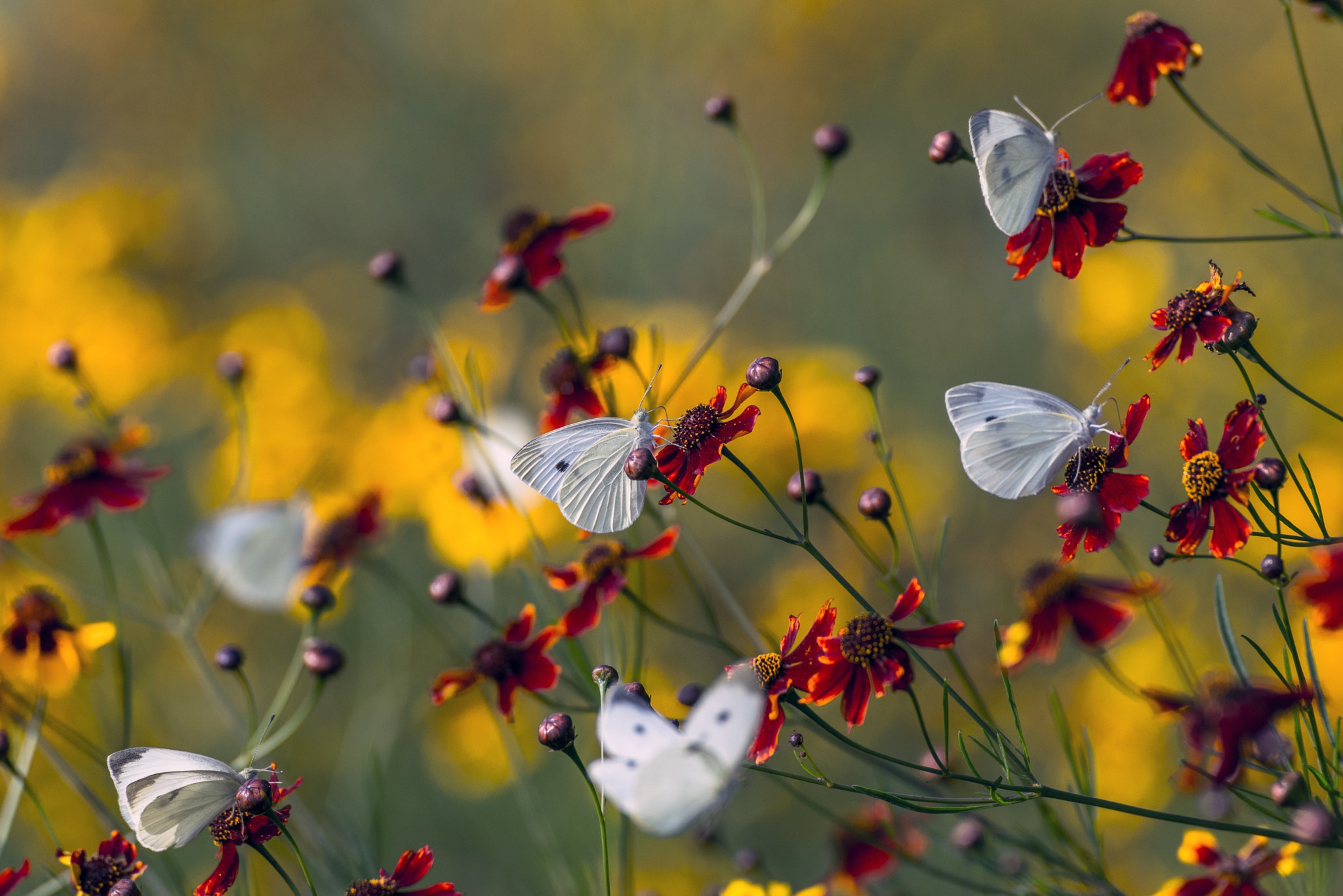 Descarga gratis la imagen Animales, Flor, Insecto, Mariposa, Macrofotografía en el escritorio de tu PC