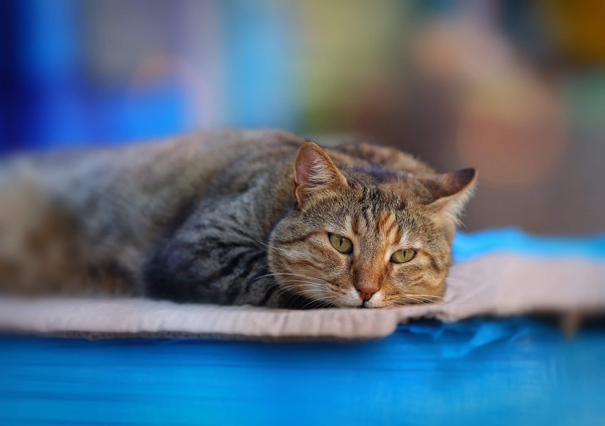 494327 économiseurs d'écran et fonds d'écran Chats sur votre téléphone. Téléchargez  images gratuitement