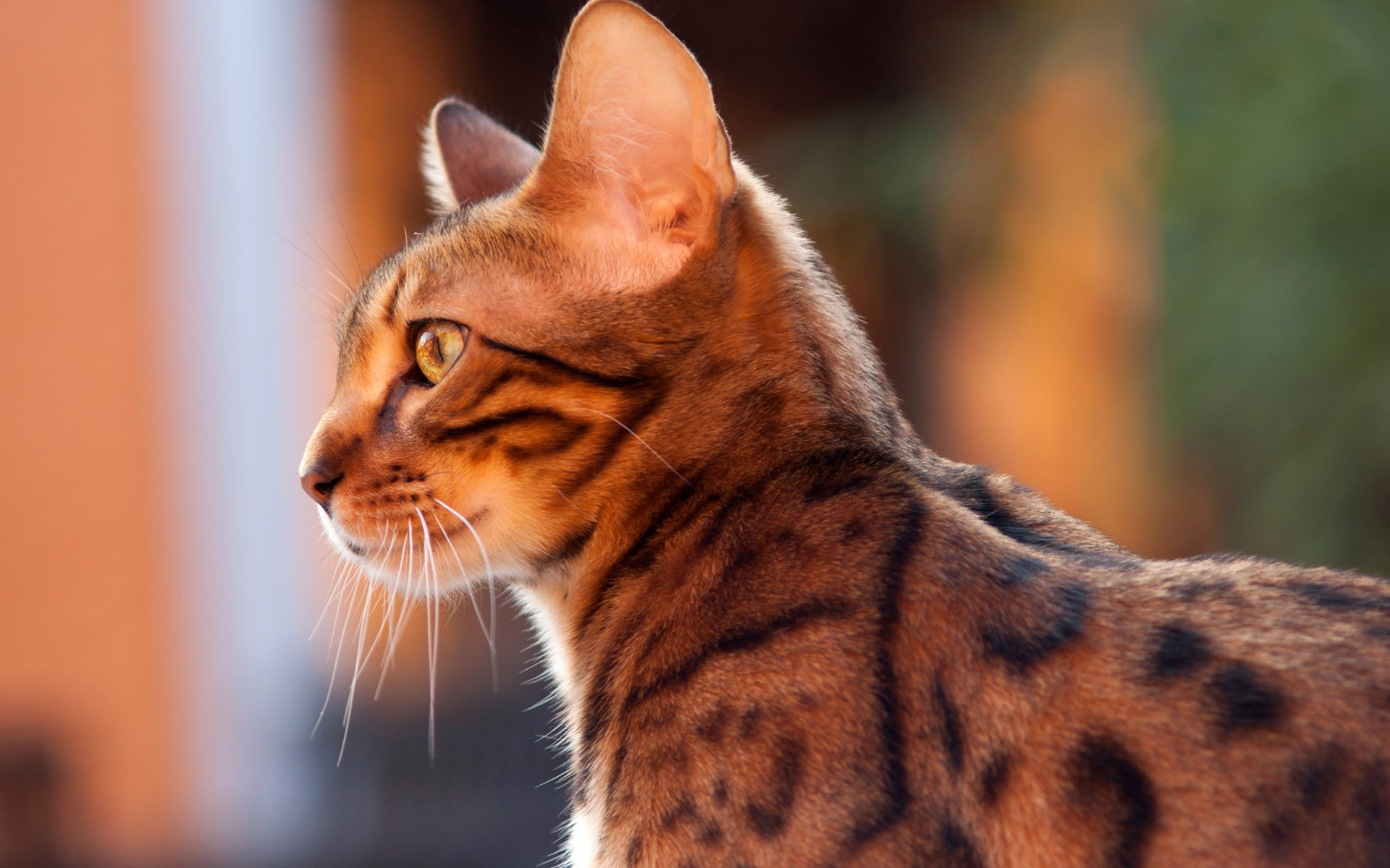 Téléchargez gratuitement l'image Animaux, Chats, Chat sur le bureau de votre PC