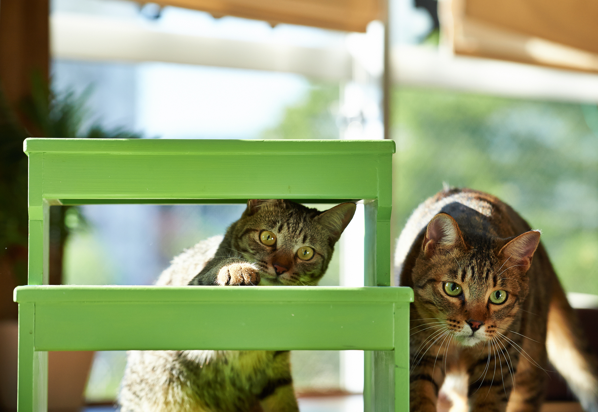 Baixar papel de parede para celular de Animais, Gatos, Gato gratuito.