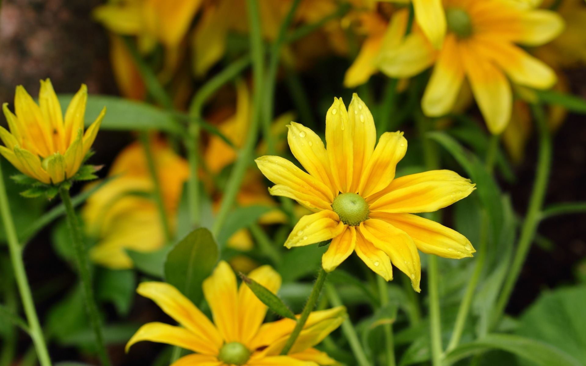 Laden Sie das Blumen, Blume, Erde/natur-Bild kostenlos auf Ihren PC-Desktop herunter