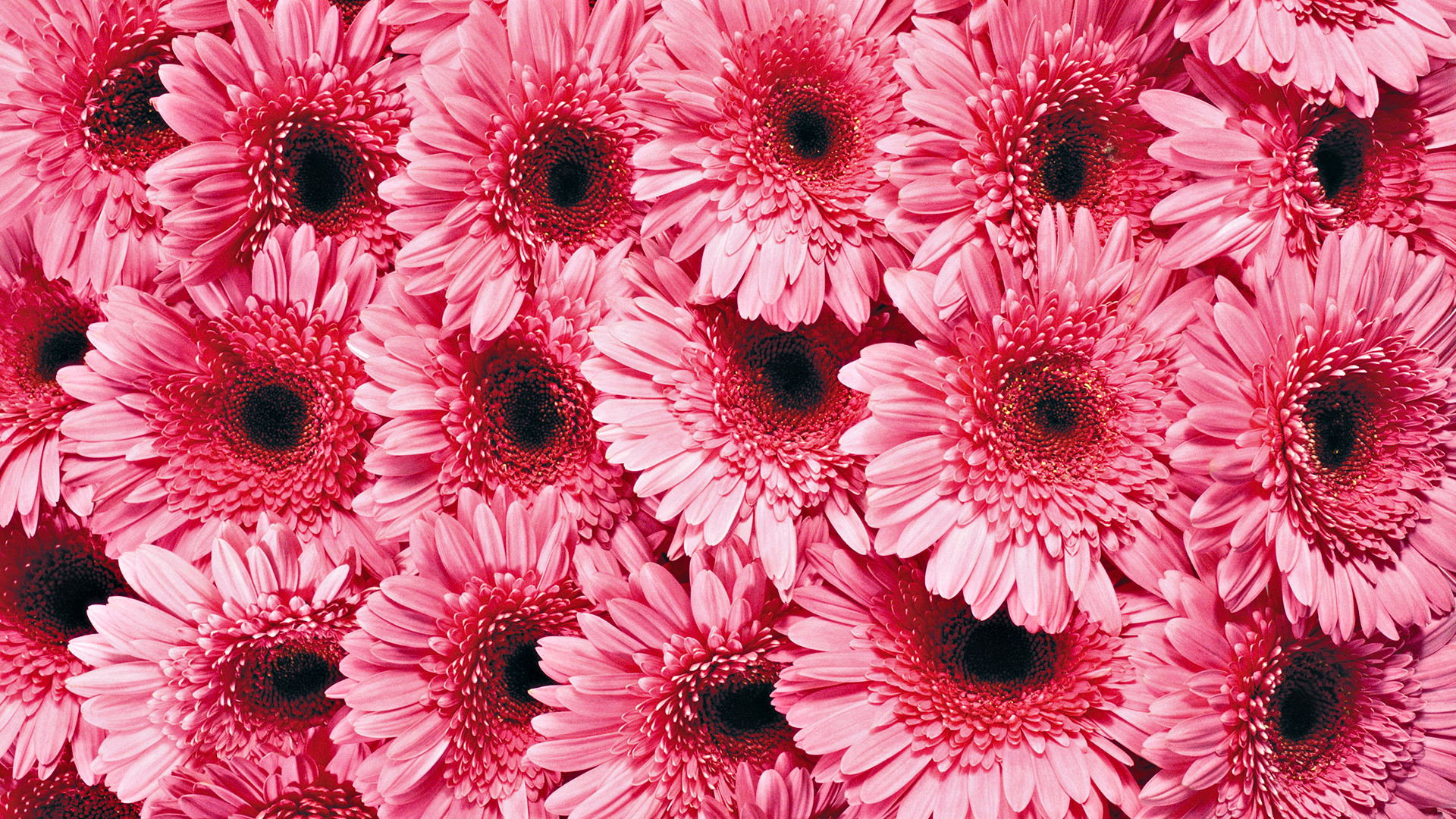 Free download wallpaper Flowers, Flower, Earth on your PC desktop